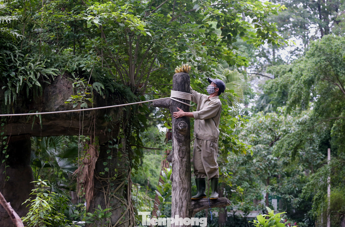 Sau khi nhận thức ăn từ nhà bếp, nhân viên phụ trách các chuồng sẽ đảm nhiệm việc cho ăn sao cho phù hợp với từng loài thú.