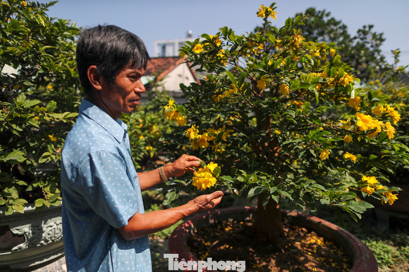 Ông Sáu Hoàng - chủ vườn mai chia sẻ: "Cách đây khoảng 2 tuần, hoa đã bắt đầu bung nở, nhưng ít hơn. Khoảng vài ngày trở lại đây, hoa bắt đầu nở đồng loạt. Gần 90% các gốc mai trong vườn đã nở hoa, mặc dù chưa ngắt lá. Một số cây còn chưa kịp tháo khung kẽm thì hoa đã nở"