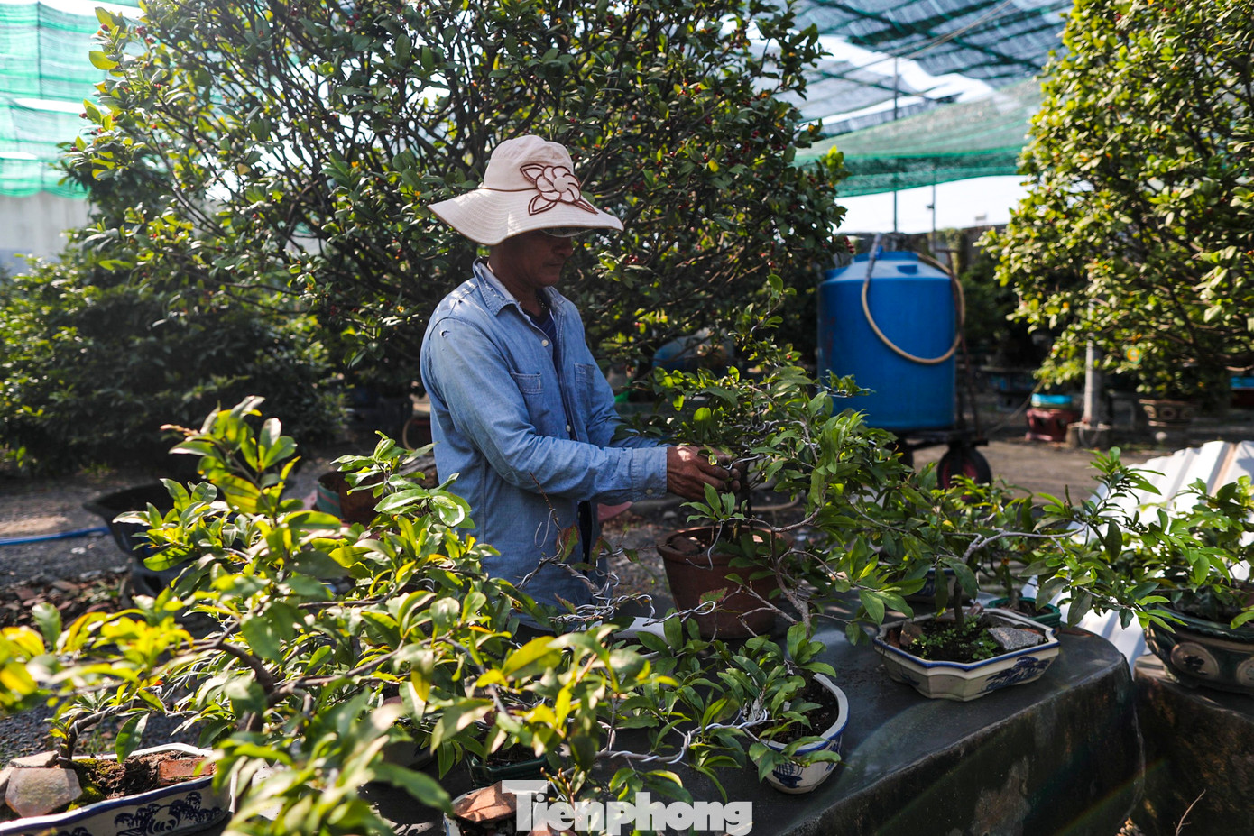 Để giảm ảnh hưởng của thời tiết nắng nóng khiến hoa nở sớm, nhà vườn đã căng bạt làm mái che để tạo bóng râm, hạn chế quá trình cây mai phát triển và ra hoa sớm.