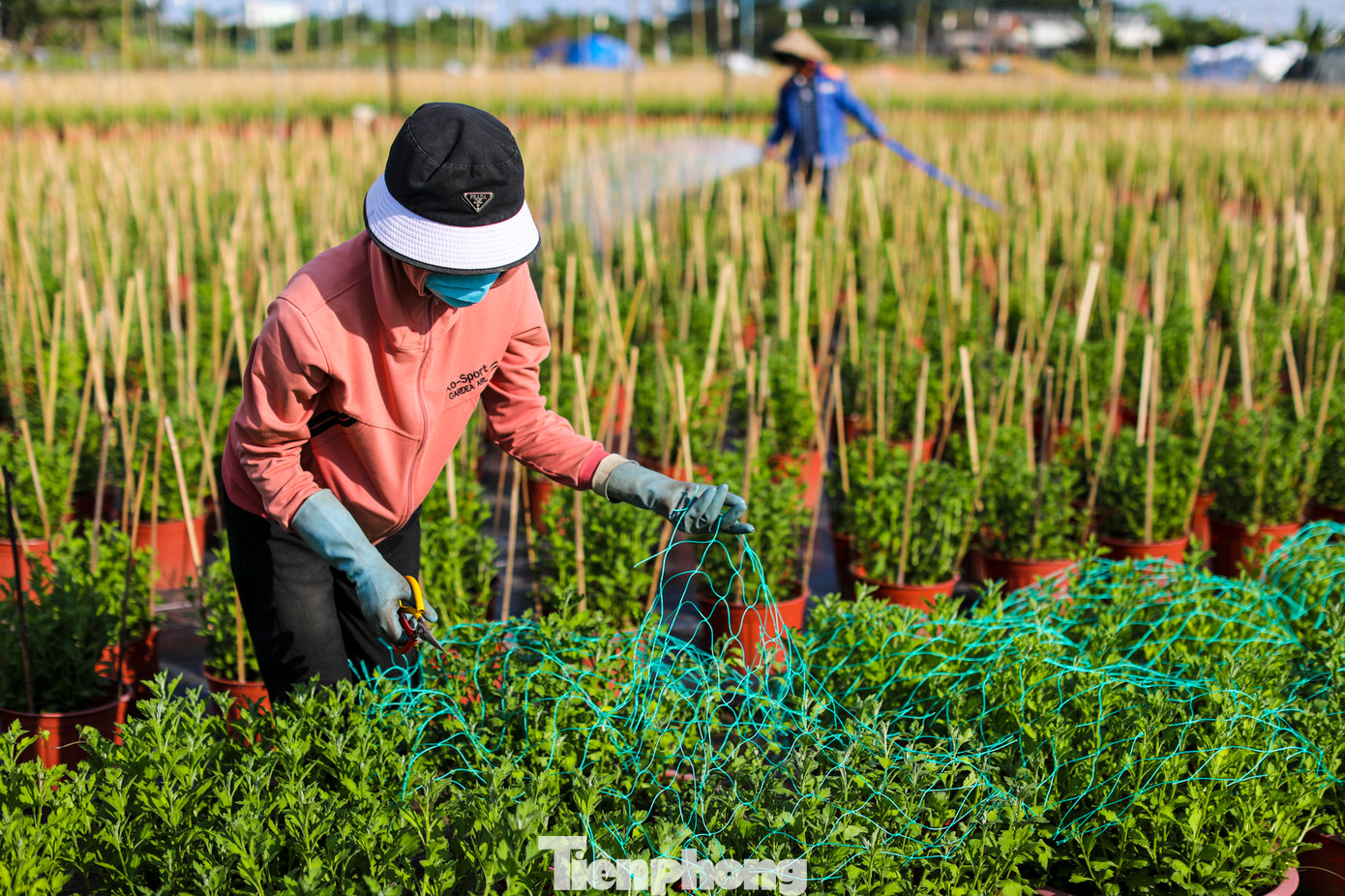 Một số loại cây được giăng lưới để định hình khung cho đẹp mắt, kích cầu khách mua.