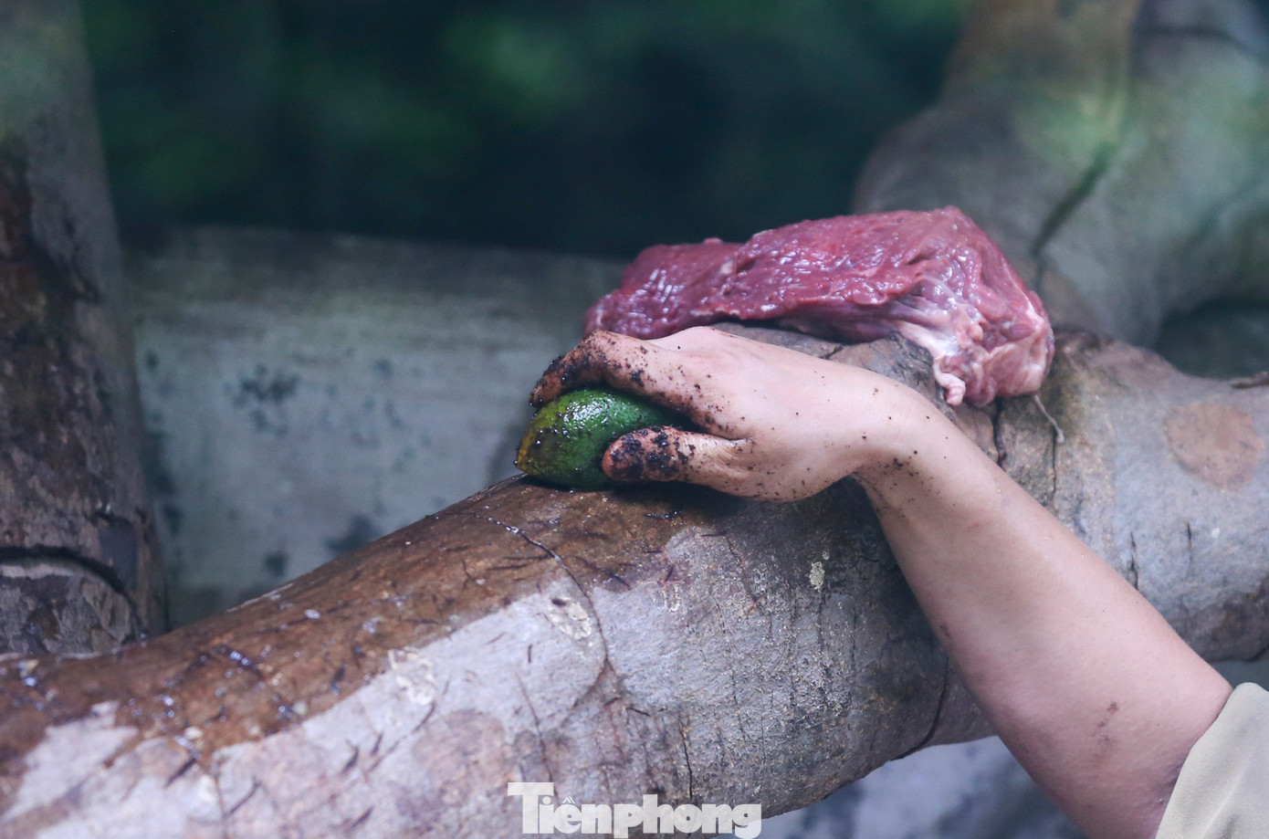 Ngoài ra, Thảo Cầm Viên cũng áp dụng mô hình "Làm giàu chuồng trại" với các hình thức kích thích động vật ăn uống. Tại chuồng báo hoa mai, nhân viên sẽ treo thịt sống lên trên cao đồng thời xát thêm nước cam với bã cà phê để dậy mùi cho thú trong lúc ăn.
