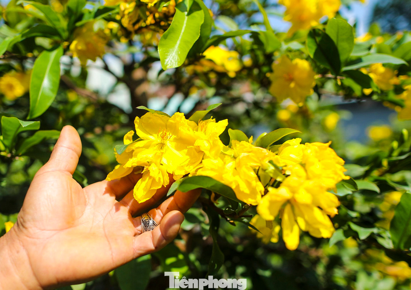 Ông Sáu Hoàng buồn bã thừa nhận với tình hình hoa nở nhanh như thế này thì tình hình kinh doanh năm nay xem như là thất bại.