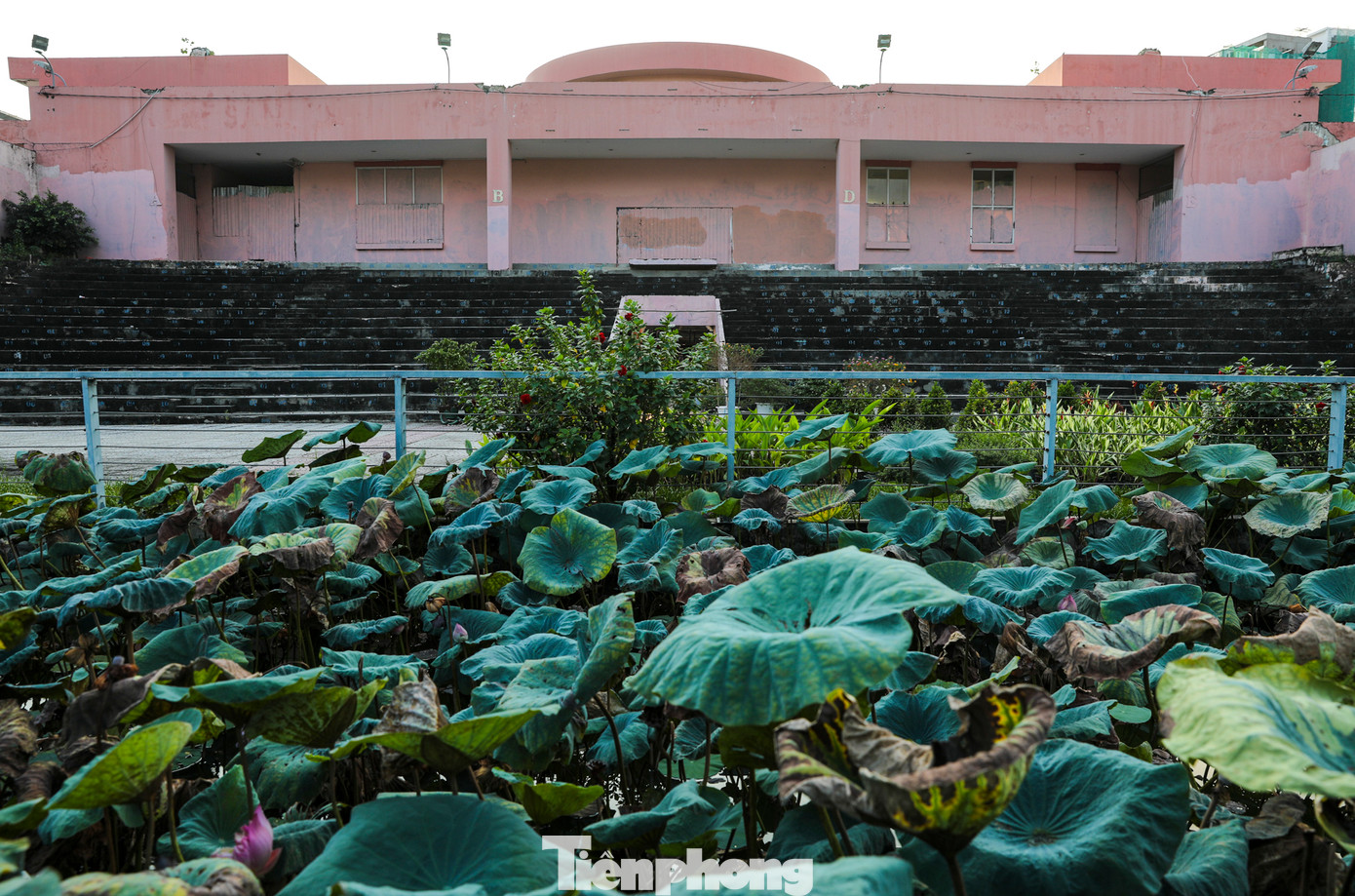 Khu vực hồ sen, sen vẫn sinh trưởng bình thường, và đã được cải tạo hành lang đảm bảo an toàn.