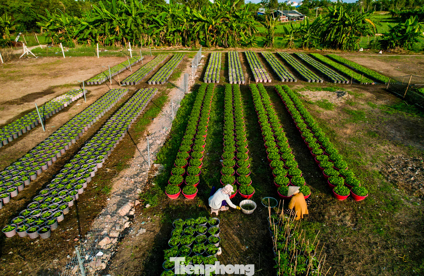 Làng hoa Thới An (quận 12) là một trong những vườn hoa cung cấp lượng lớn hoa ra thị trường dịp Tết.