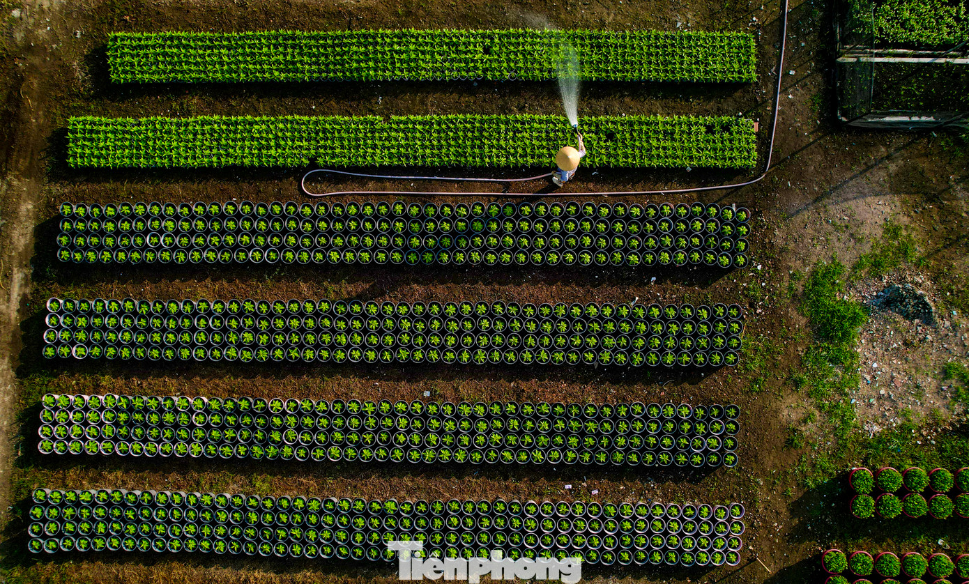 Theo chị Trịnh Thị Kim Lan, chủ một vườn hoa cho biết, năm nay nếu thời tiết đẹp như hiện nay, hoa sẽ nở đúng dịp, thuận lợi hơn cho việc mua bán.