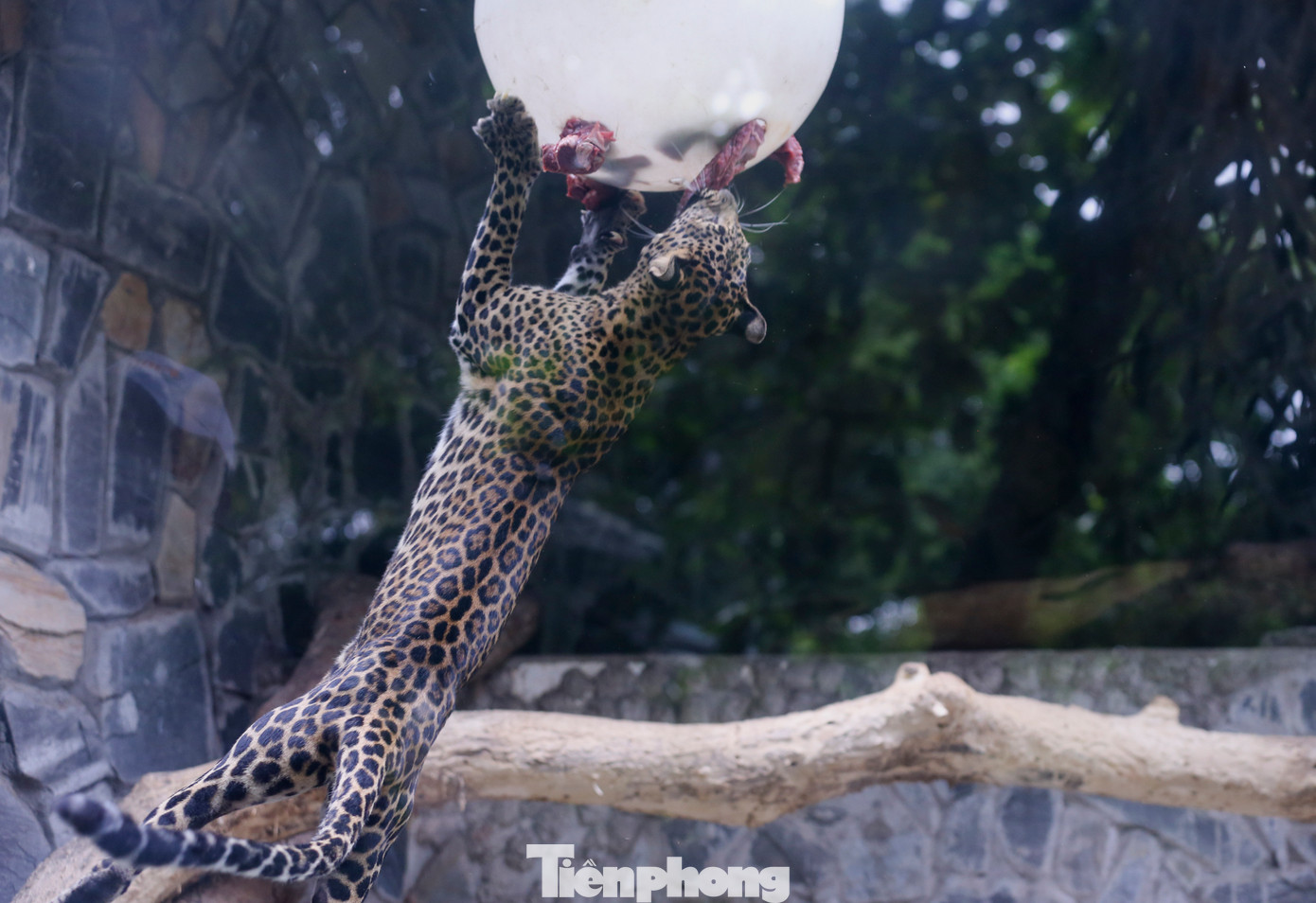 Ngoài ra, Thảo Cầm Viên cũng áp dụng mô hình "Làm giàu chuồng trại" với các hình thức kích thích động vật ăn uống. Tại chuồng báo hoa mai, nhân viên sẽ treo thịt sống lên trên cao đồng thời xát thêm nước cam với bã cà phê để dậy mùi cho thú trong lúc ăn.