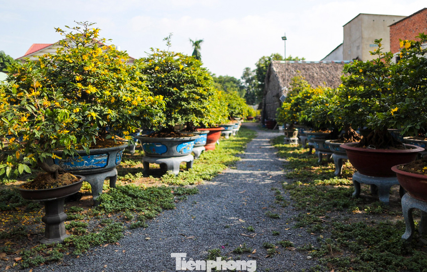 Dự kiến khoảng 1 tháng tới, các nhà vườn trồng mai sẽ đồng loạt ngắt bỏ lá để cây nở hoa đúng dịp Tết. Các gốc mai có giá từ vài triệu đến 1 tỷ đồng. Với người trồng mai, chăm sóc vườn mai suốt cả năm, chủ vườn chỉ mong buôn bán thuận lợi để có tiền đón một cái Tết trọn vẹn.