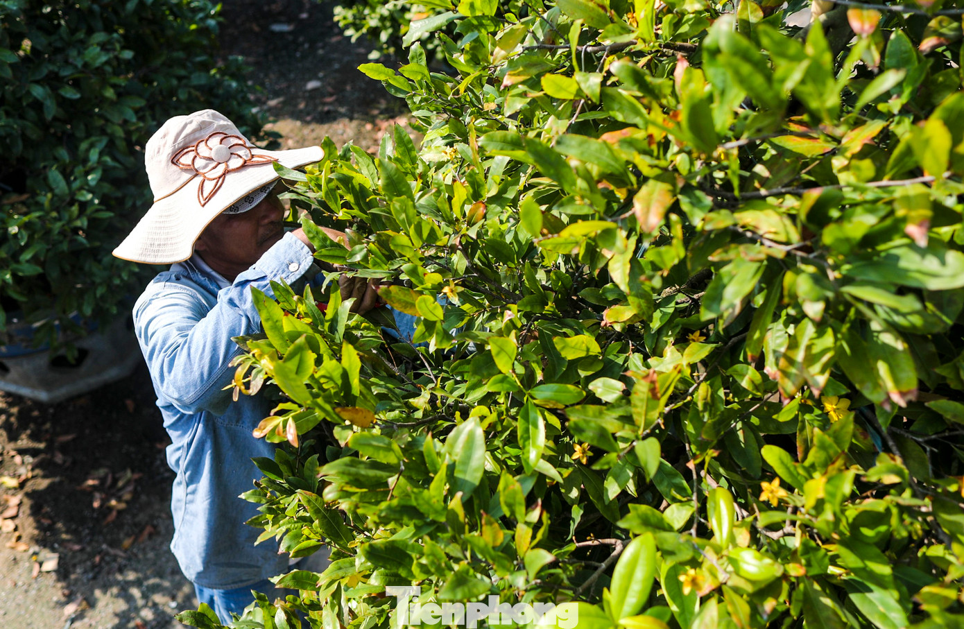 "So với các năm trước, năm nay hoa nở nhiều hơn một chút nhưng may mắn là do cách chăm sóc tốt nên hoa nở ít hơn một số nhà vườn khác, không ảnh hưởng nhiều tới hiệu suất của vườn", chị Nga nói.