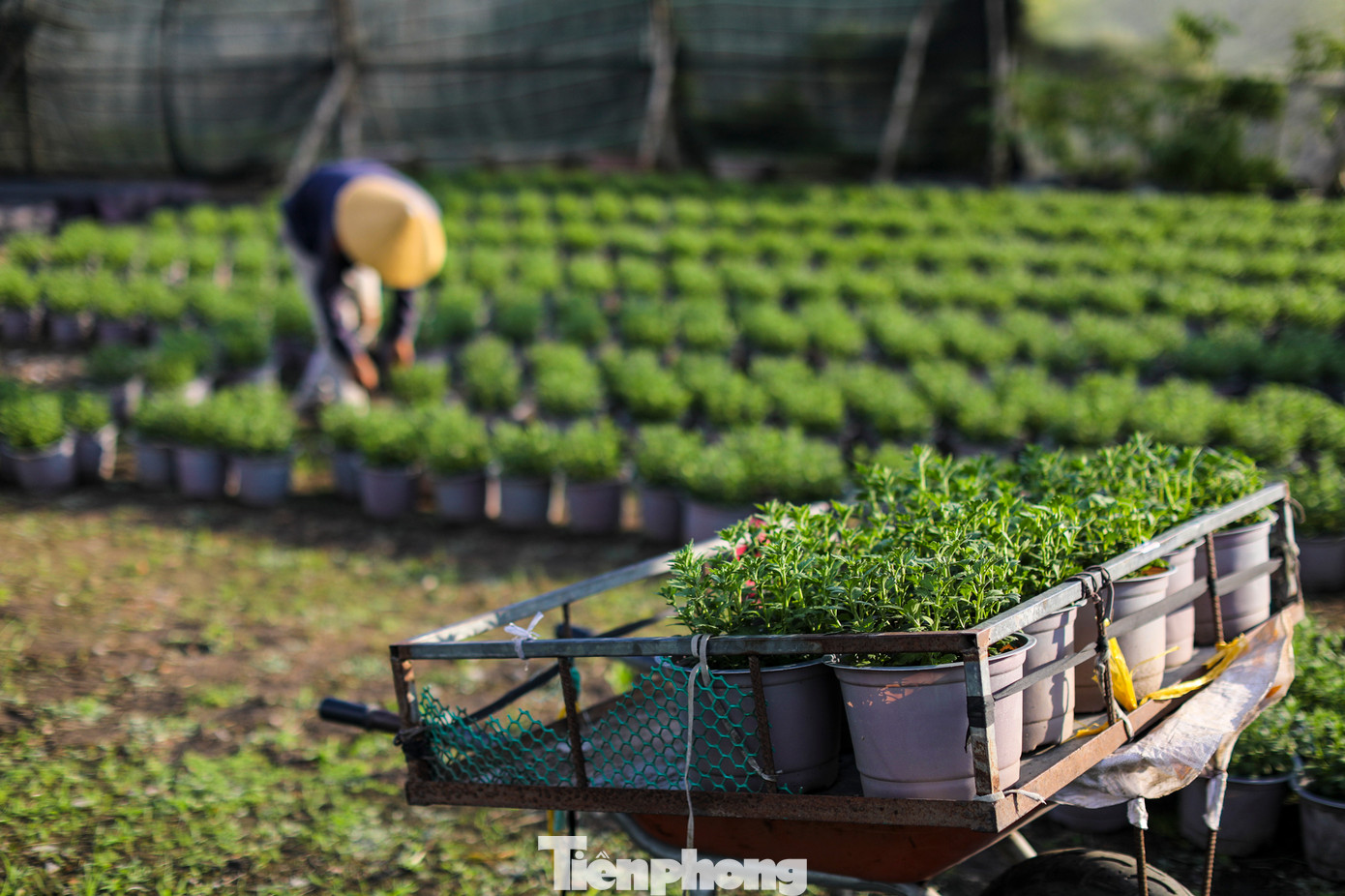 Hiện tại các thương lái vẫn chưa chốt số lượng và giá cả nên các chủ vườn cũng hồi hộp theo từng ngày.