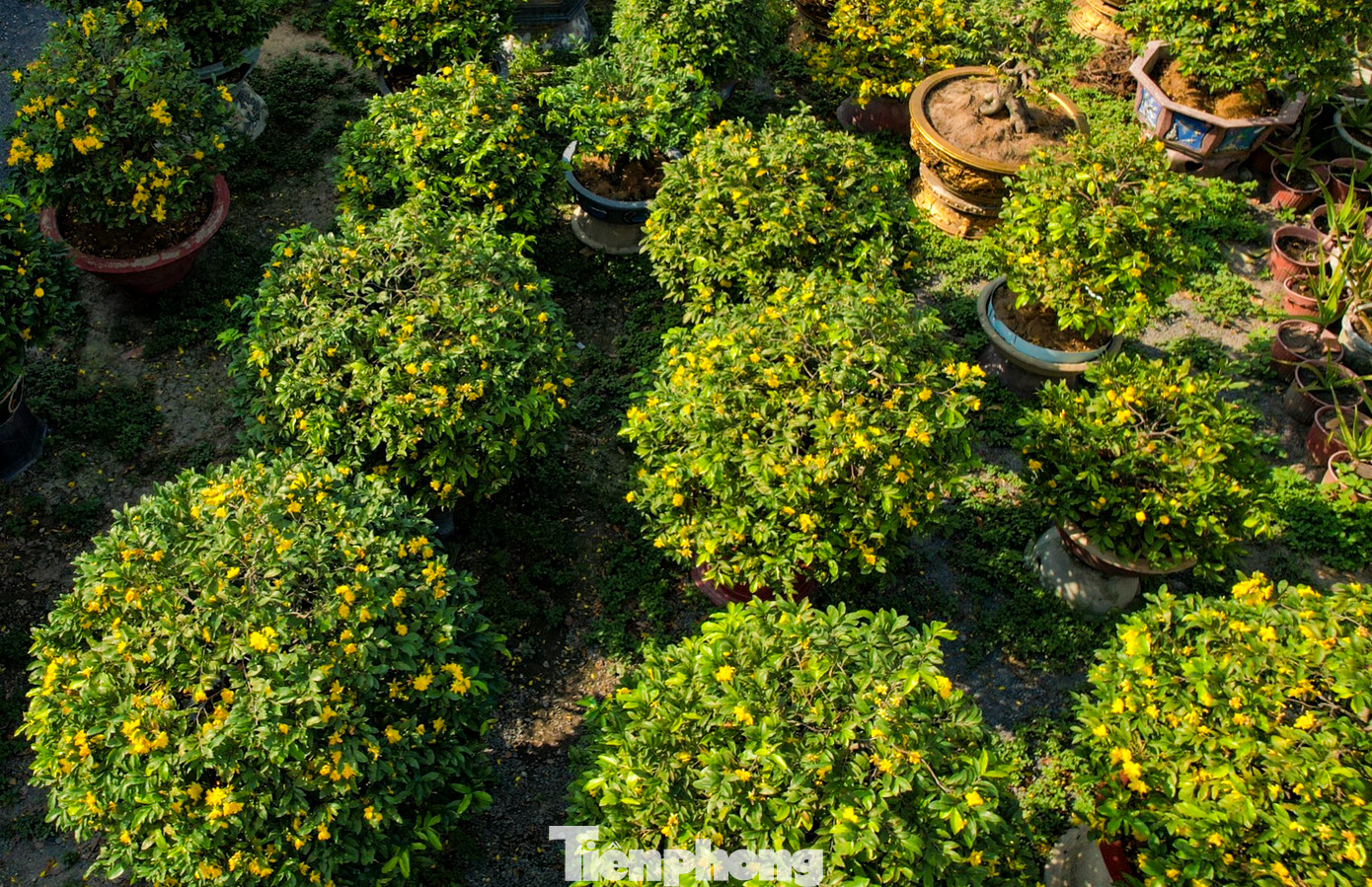 "Các gốc mai khách gửi chăm sóc hàng năm có thể thu tiền công từ 10 - 15 triệu đồng/gốc nhưng năm nay hoa nở sớm, không còn đẹp nữa buộc phải giảm giá. Giá mai bán ra và mai cho thuê khả năng bị ảnh hưởng cao nhưng vẫn phải chờ bán dịp Tết mới biết được thiệt hại bao nhiêu", ông Sáu Hoàng cho biết.