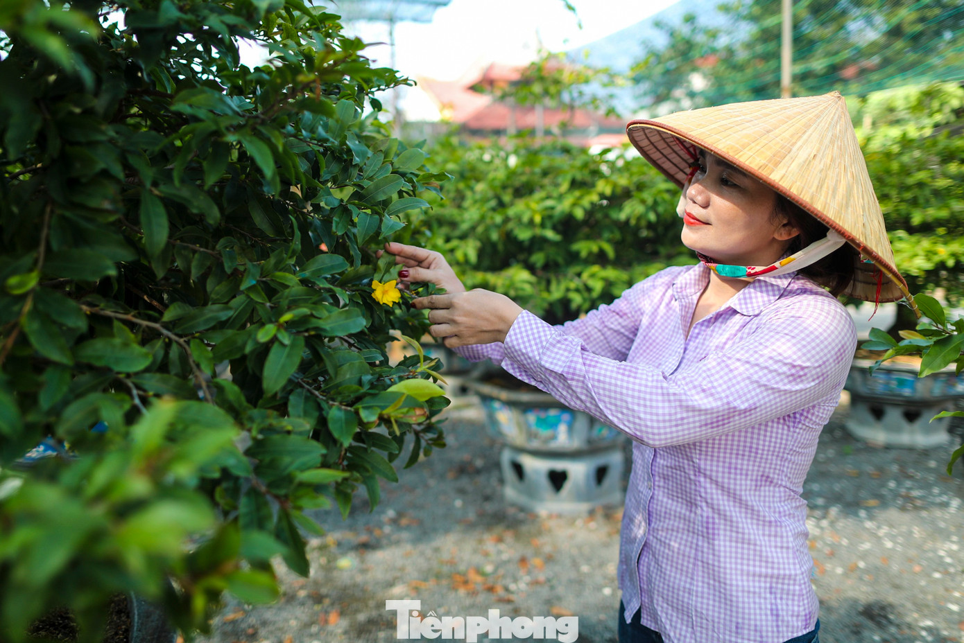 Hiện tại, chủ vườn không ngắt bỏ số hoa đã nở mà để gần Tết mới ngắt lá và ngắt bỏ hoa đã nở sớm, để những nụ còn lại có thể phát triển và ra hoa đúng dịp Tết.