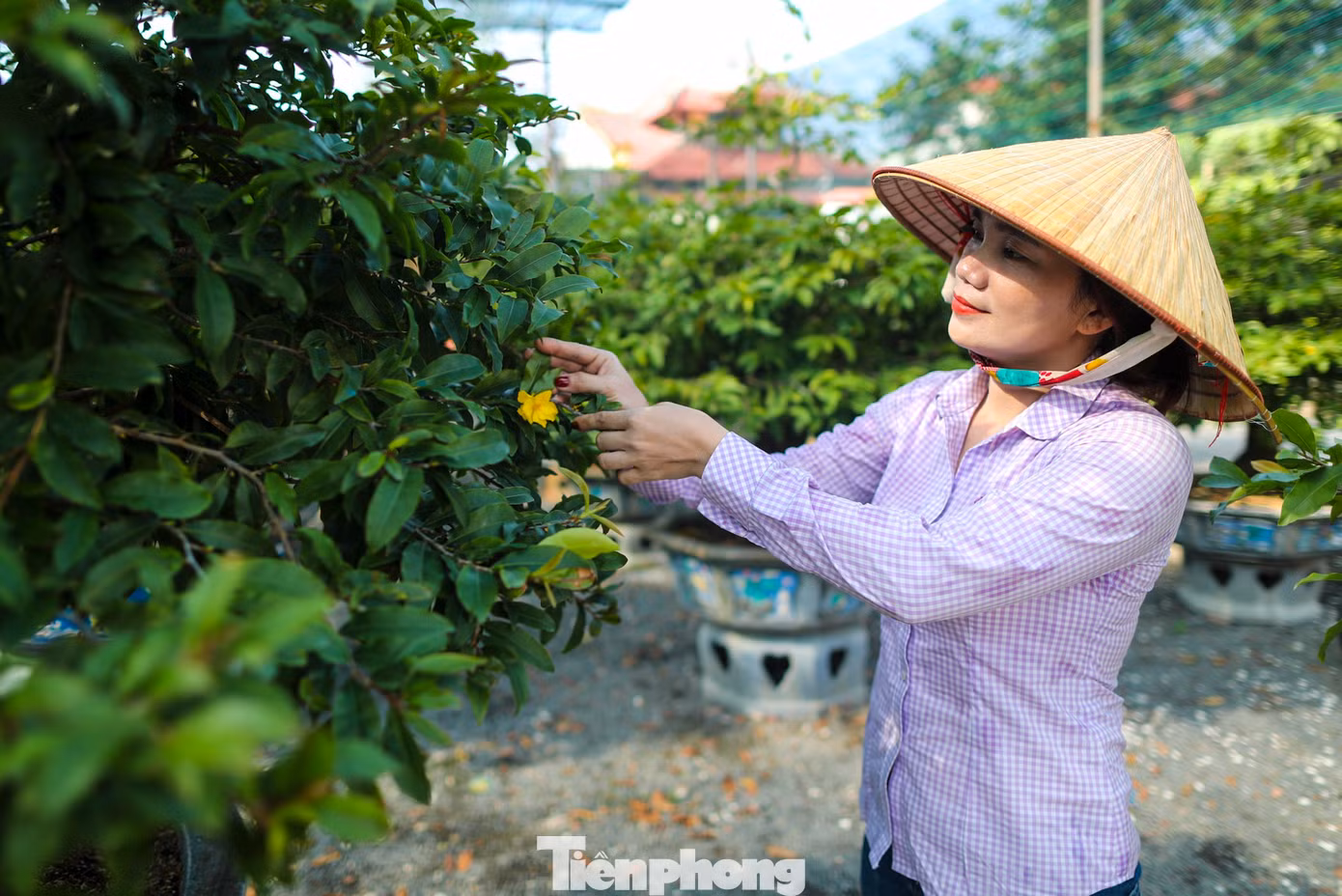 Hiện tại, chủ vườn không ngắt bỏ số hoa đã nở mà để gần Tết mới ngắt lá và ngắt bỏ hoa đã nở sớm, để những nụ còn lại có thể phát triển và ra hoa đúng dịp Tết.