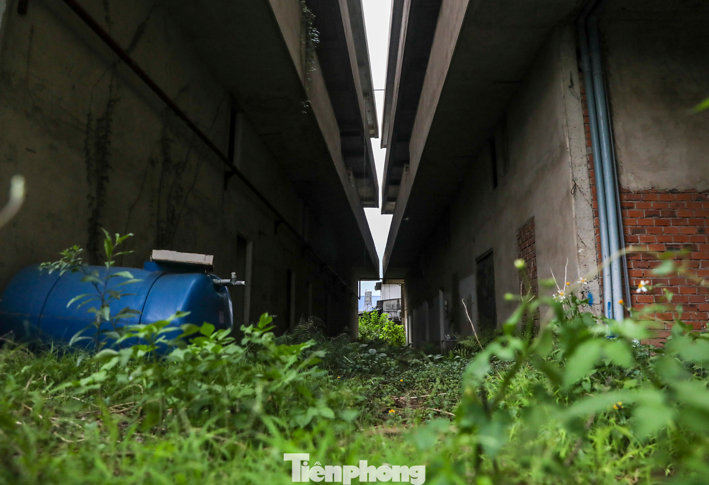 Xung quanh khối nhà cây, cỏ dại mọc um tùm, bao phủ nhiều khu vực.