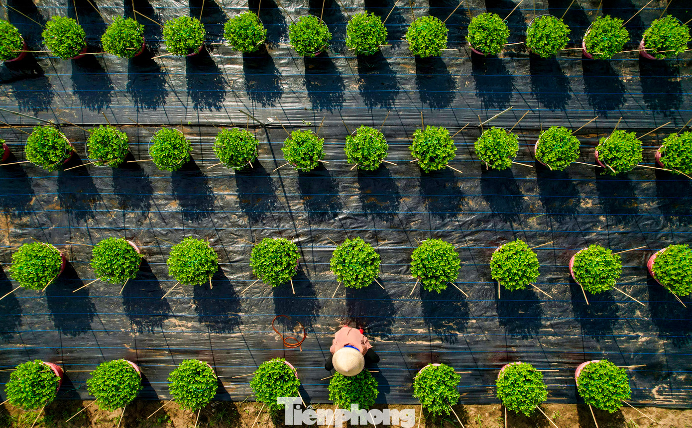 Theo chị Trịnh Thị Kim Lan, chủ một vườn hoa cho biết, năm nay nếu thời tiết đẹp như hiện nay, hoa sẽ nở đúng dịp, thuận lợi hơn cho việc mua bán.