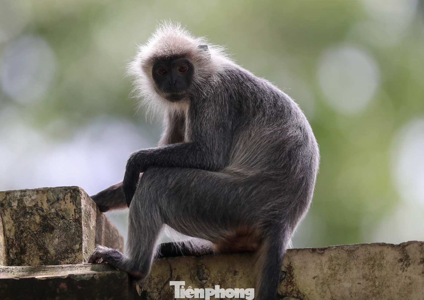 Việc du khách hay ném đồ ăn vào cho thú, ông Nê cho biết: "Sau này những việc như thế đều được các nhân viên tại đây nhắc nhở. Chúng tôi đều giải thích rõ cho khách hiểu là thức ăn của các loài đều đã được cung cấp đầy đủ, nếu như tự tiện cho thú ăn những thức ăn không phải của chúng sẽ gây ảnh hưởng rất nhiều đến sức khoẻ của chúng".