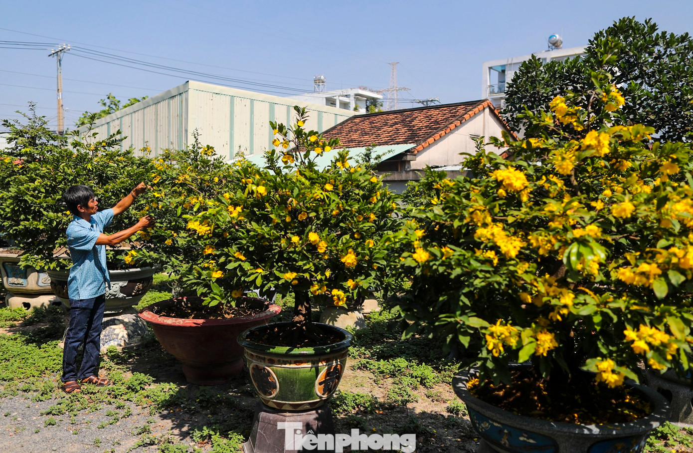 Năm nay, thời tiết khá thuận lợi cộng với việc chủ quan trong việc căn chỉnh lượng phân bón và chất dinh dưỡng khiến cây mai phát triển nhanh, hoa nở sớm hơn dự kiến.