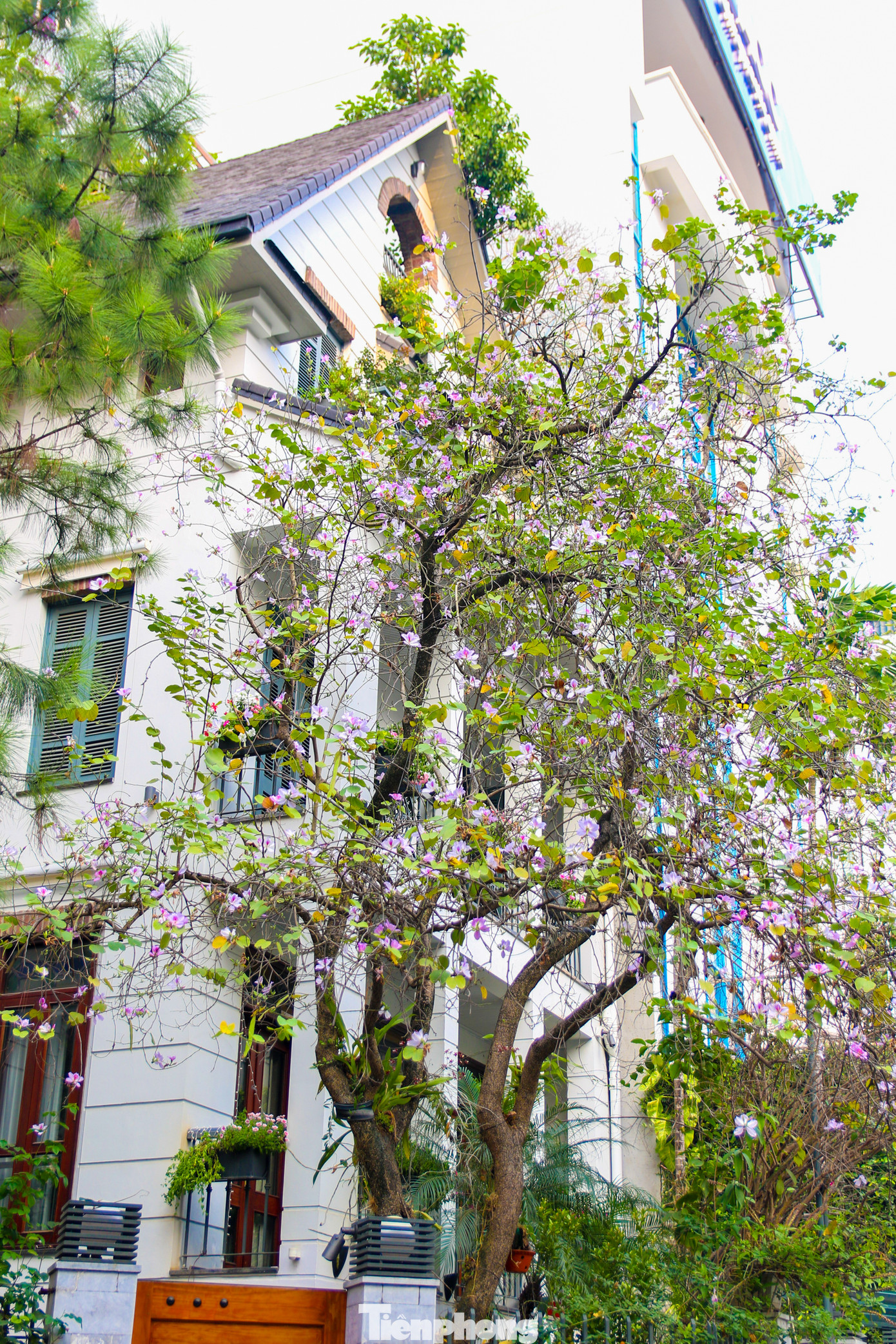 Những ngày này không khó để bắt gặp hình ảnh hoa ban bung nở trên khắp các con phố thủ đô.