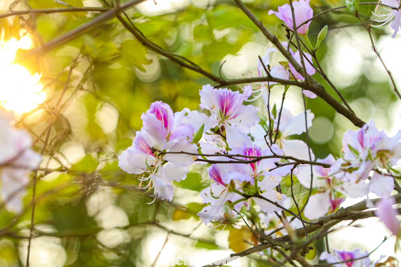 Những cánh hoa mỏng manh khoe sắc hương giữa tiết trời giao mùa của Hà Nội.