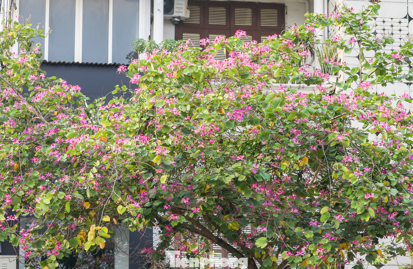 Tại thủ đô Hà Nội có nhiều tuyến đường hoa ban đã bung nở khoe sắc như Nguyễn Du, Điện Biên Phủ, Trần Duy Hưng, Trần Phú, Thanh Niên, Bắc Sơn hay Hoàng Diệu...