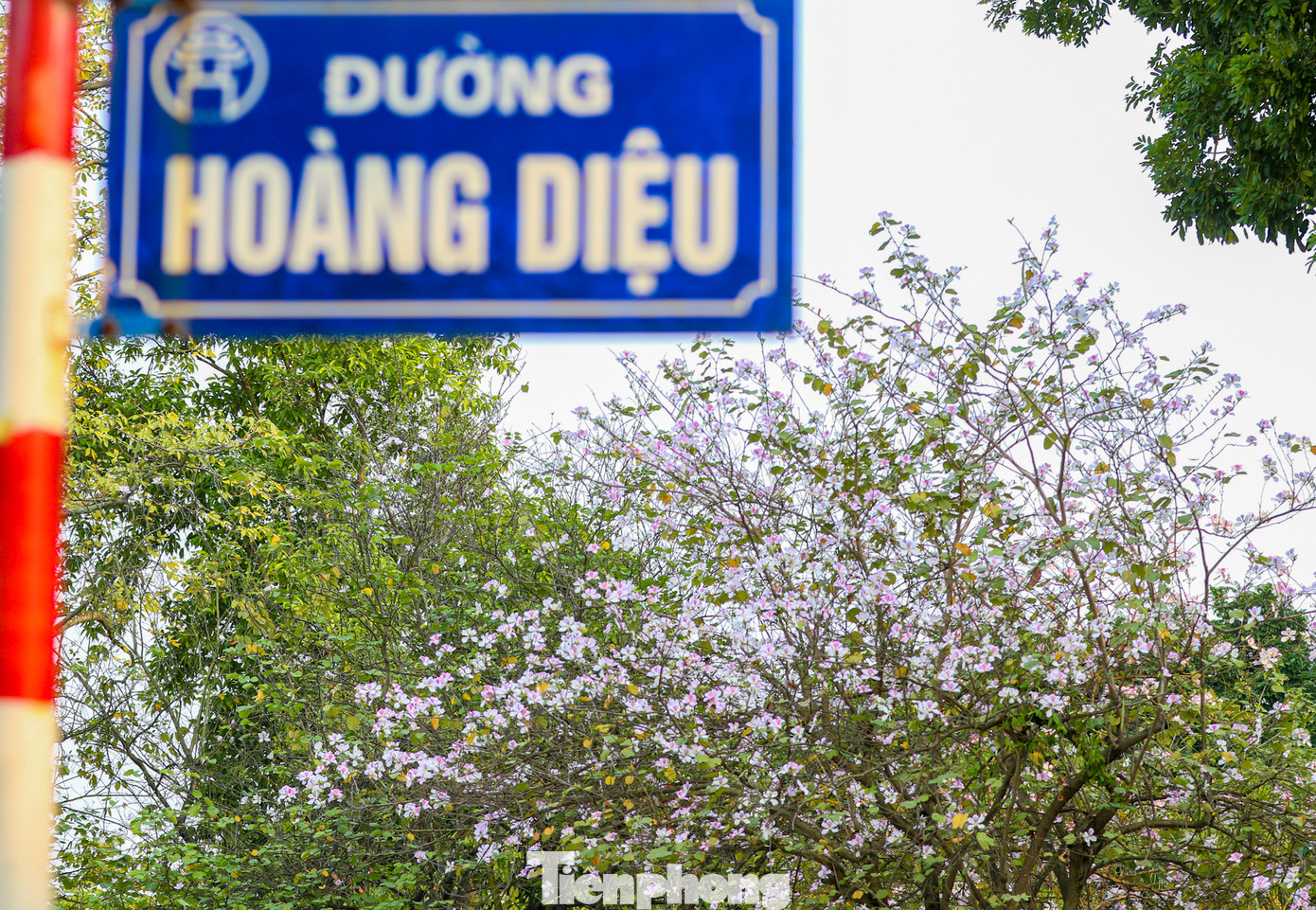 Hoa ban chỉ nở nơi núi rừng Tây Bắc, nhưng từ lâu tại Hà Nội, nhiều người đã có thể ngắm hoa ban trắng, tím nở rộ trên nhiều tuyến đường thành phố.
