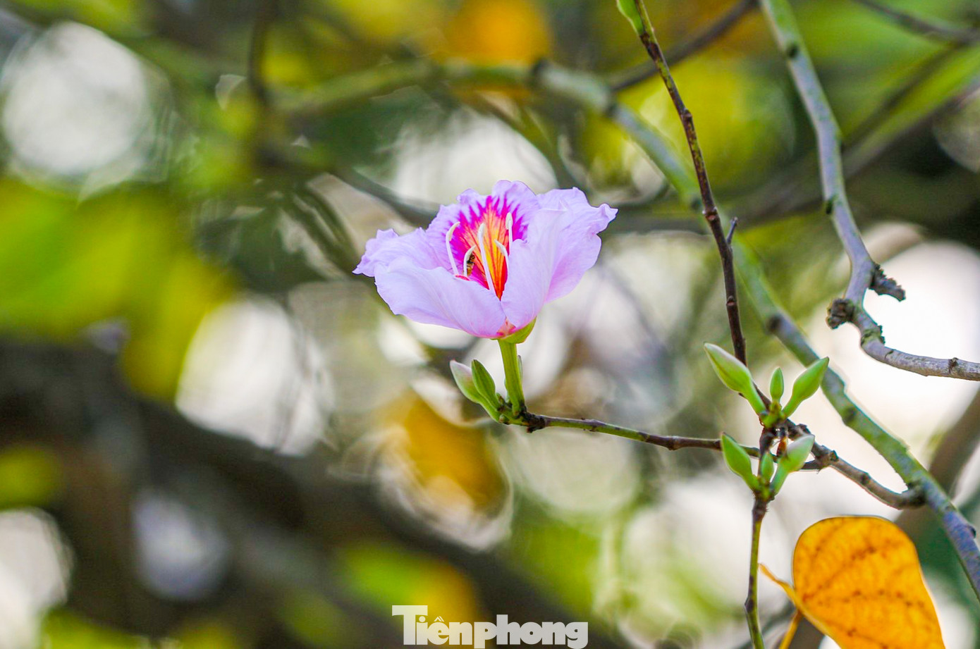 Là loài hoa đặc trưng của núi rừng Tây Bắc nhưng đã xuất hiện ở Hà Nội từ khoảng những năm 1960. Thời điểm đầu, hoa ban được trồng ở một số con phố, công viên và quanh khu vực Hồ Gươm.