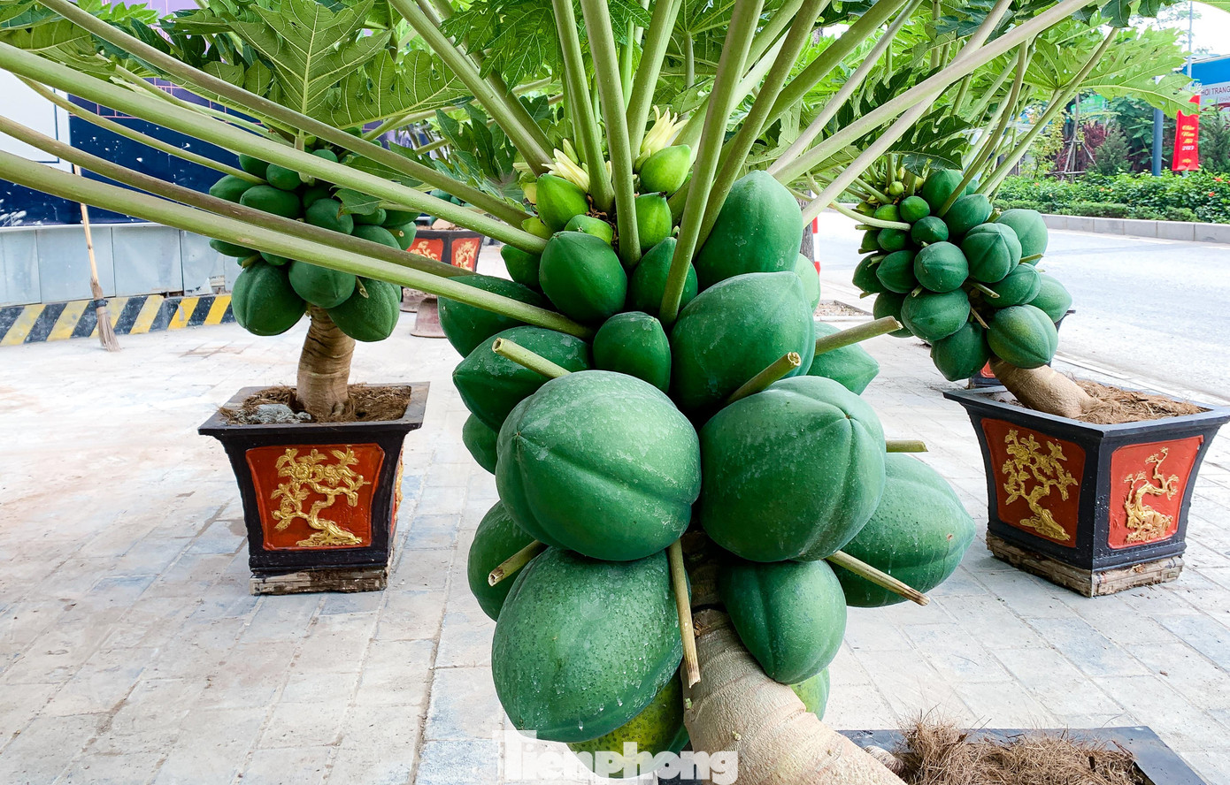 Theo quan điểm của nhiều người, cây đu đủ tượng trưng cho sự no đủ, sum vầy, bền vững nên được khá nhiều người săn đón về trưng Tết.