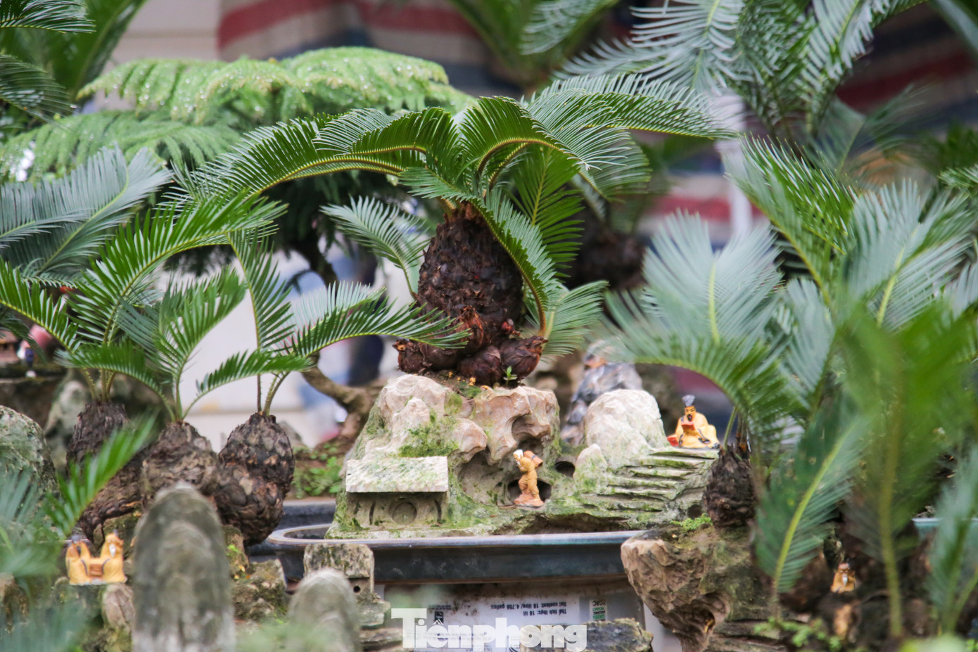 Cây vạn tuế già nhất có tuổi thọ lên đến 20 năm tuổi, cây còn sống lâu hơn nữa nếu người chơi biết cách chăm sóc.