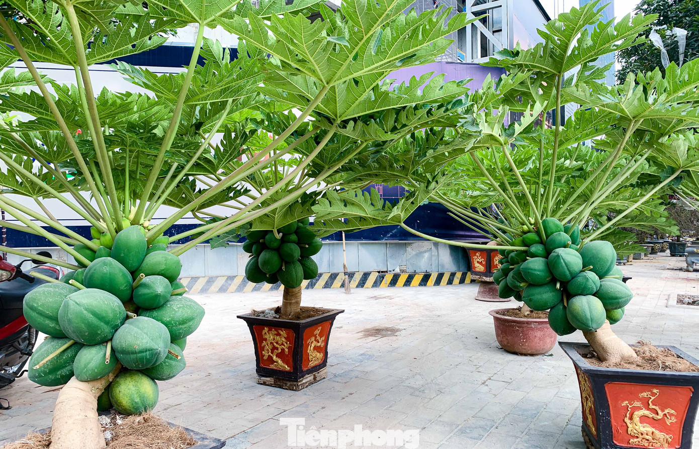 Theo ghi nhận của PV báo Tiền Phong, thị trường cây cảnh Tết 2023 ngoài những loại cây cảnh quen thuộc như đào, bưởi, quất... thì đu đủ bonsai cũng là loại cây được nhiều người săn đón.