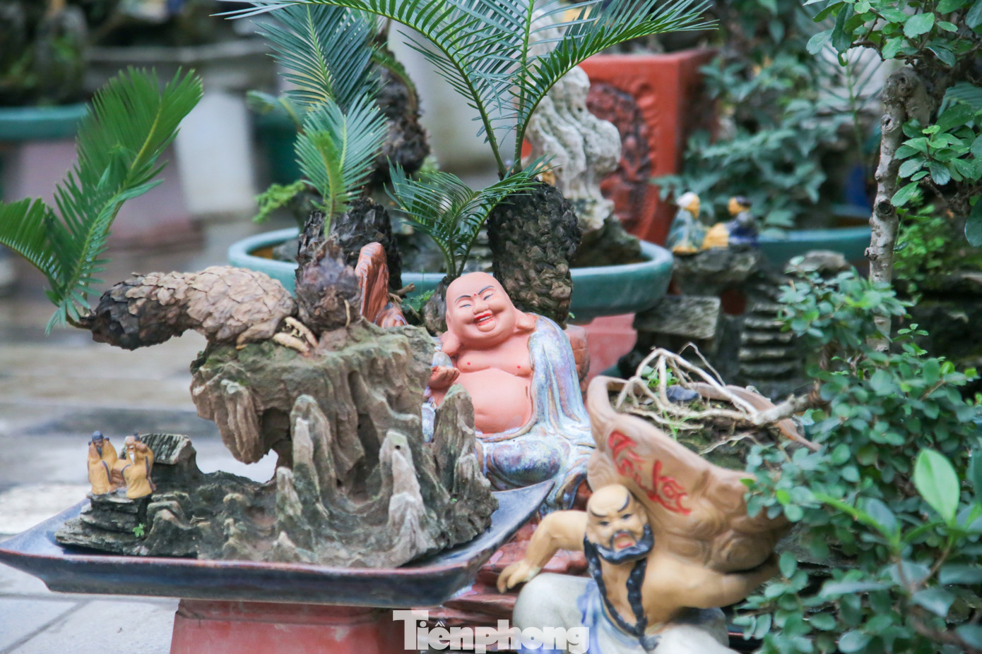 Cây vạn tuế có sức sống rất bền bỉ, cây có thể sống được trong điều kiện khắc nghiệt. Với ý nghĩa mang lại sự bền vững và hưng thịnh, cây vạn tuế đang được nhiều khách hàng quan tâm săn lùng dịp Tết Nguyên đán năm nay.