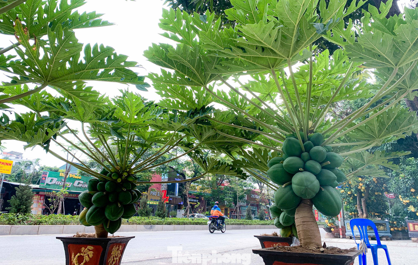 Những chậu cây đu đủ bonsai sai trĩu quả như thế này được chào giá gần chục triệu/cây.