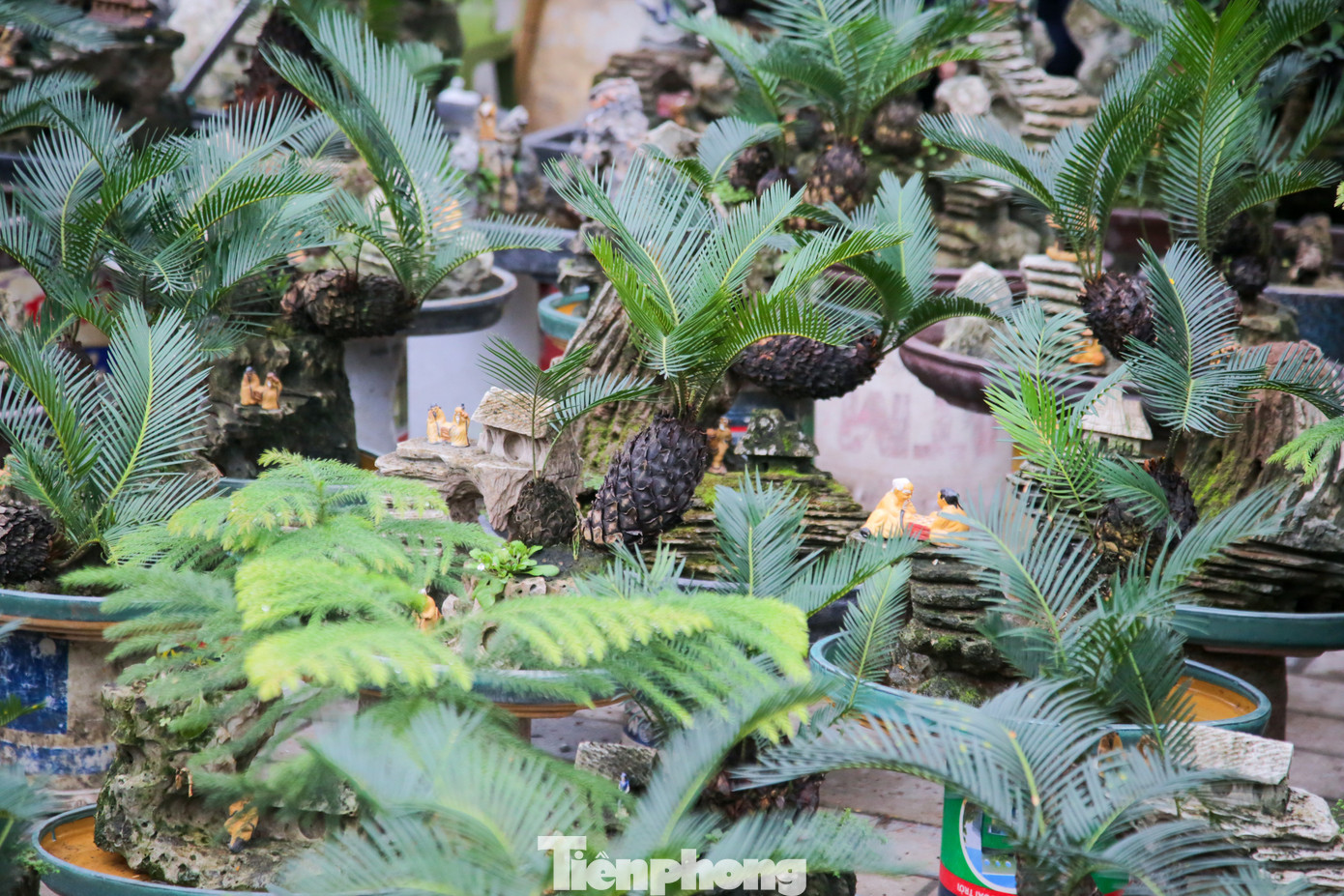 Với các cây có kiểu dáng độc đáo, bắt mắt đúng vào dịp Tết Nguyên đán như thế này, các nhà vườn phải mất khoảng thời gian từ 5 - 10 năm mới tạo ra được một cây vạn tuế bonsai đẹp đưa ra thị trường.