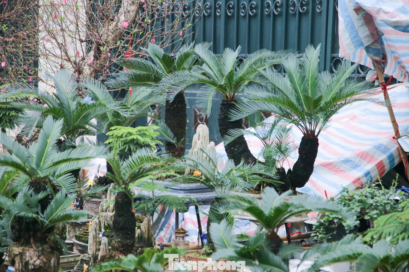 Giá mỗi cây vạn tuế mini có giá từ vài trăm ngày đến hơn chục triệu đồng.