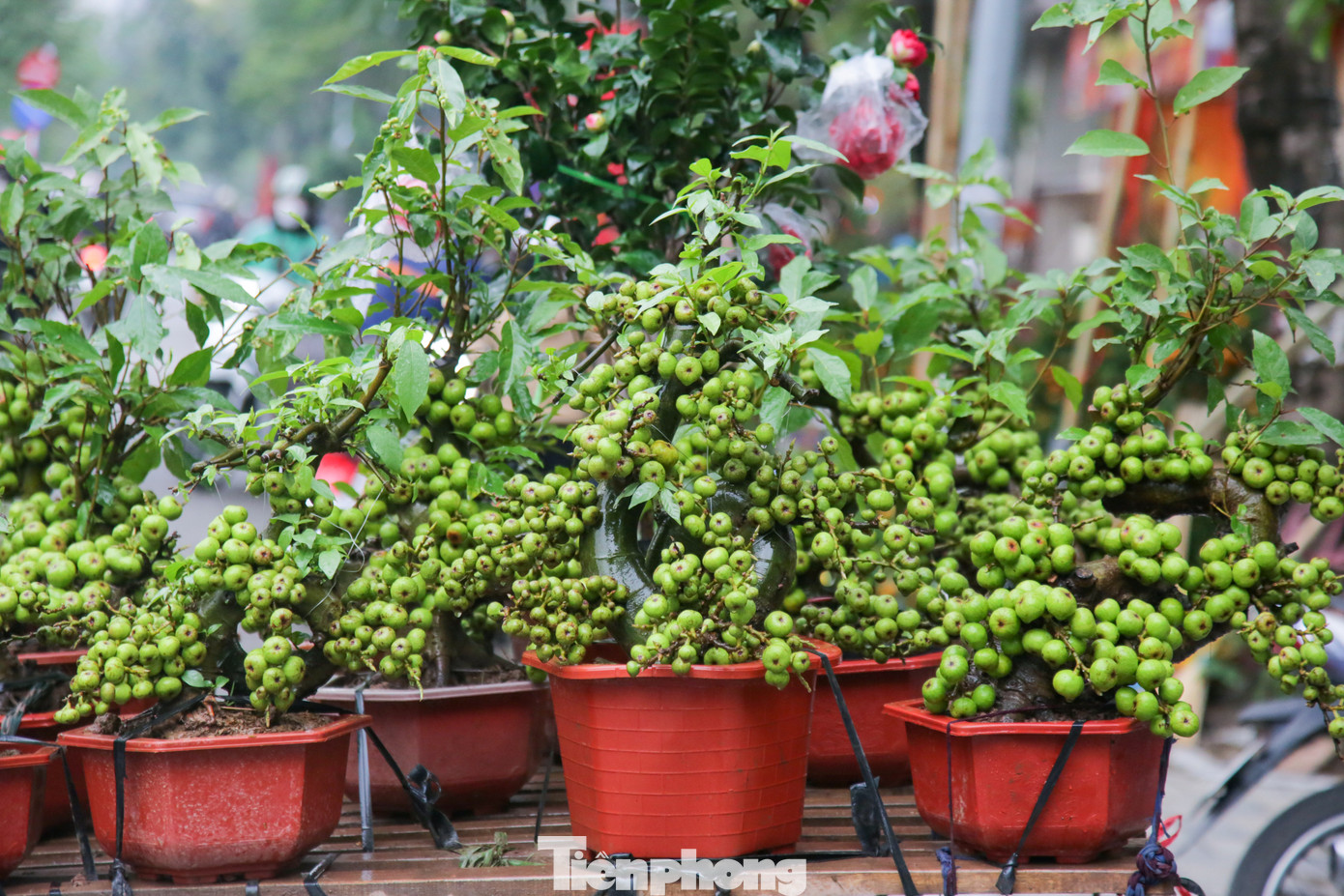 Ngoài đu đủ, những chậu sung cảnh tượng trưng cho sự no đủ, sung túc cũng được nhiều người chơi săn đón.