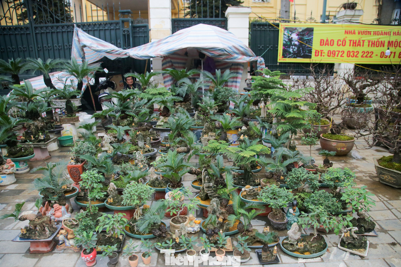 Ngoài ra, những gốc cây vạn tuế bonsai mini cũng thu hút được sự quan tâm của nhiều khách hàng.