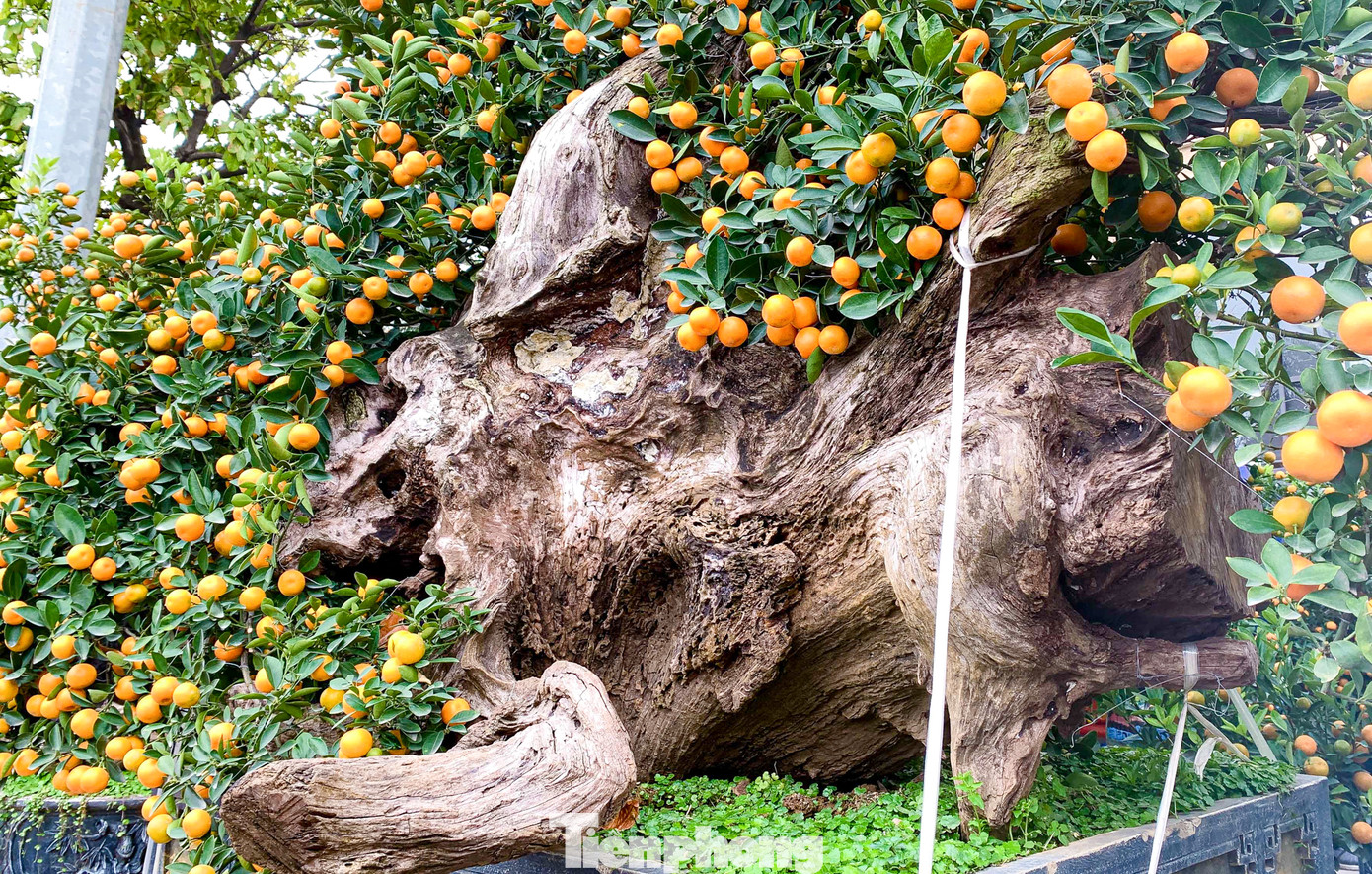 Gỗ lũa kết hợp với cây quất cảnh tạo ra nét tươi mới, khác biệt, từ hình dạng độc nhất của từng gỗ lũa mà tạo ra những cây quất bonsai độc nhất. Gỗ lũa kết hợp với cây quất cảnh tạo ra nét tươi mới, khác biệt, từ hình dạng độc nhất của từng gỗ lũa mà tạo ra những cây quất bonsai độc nhất.