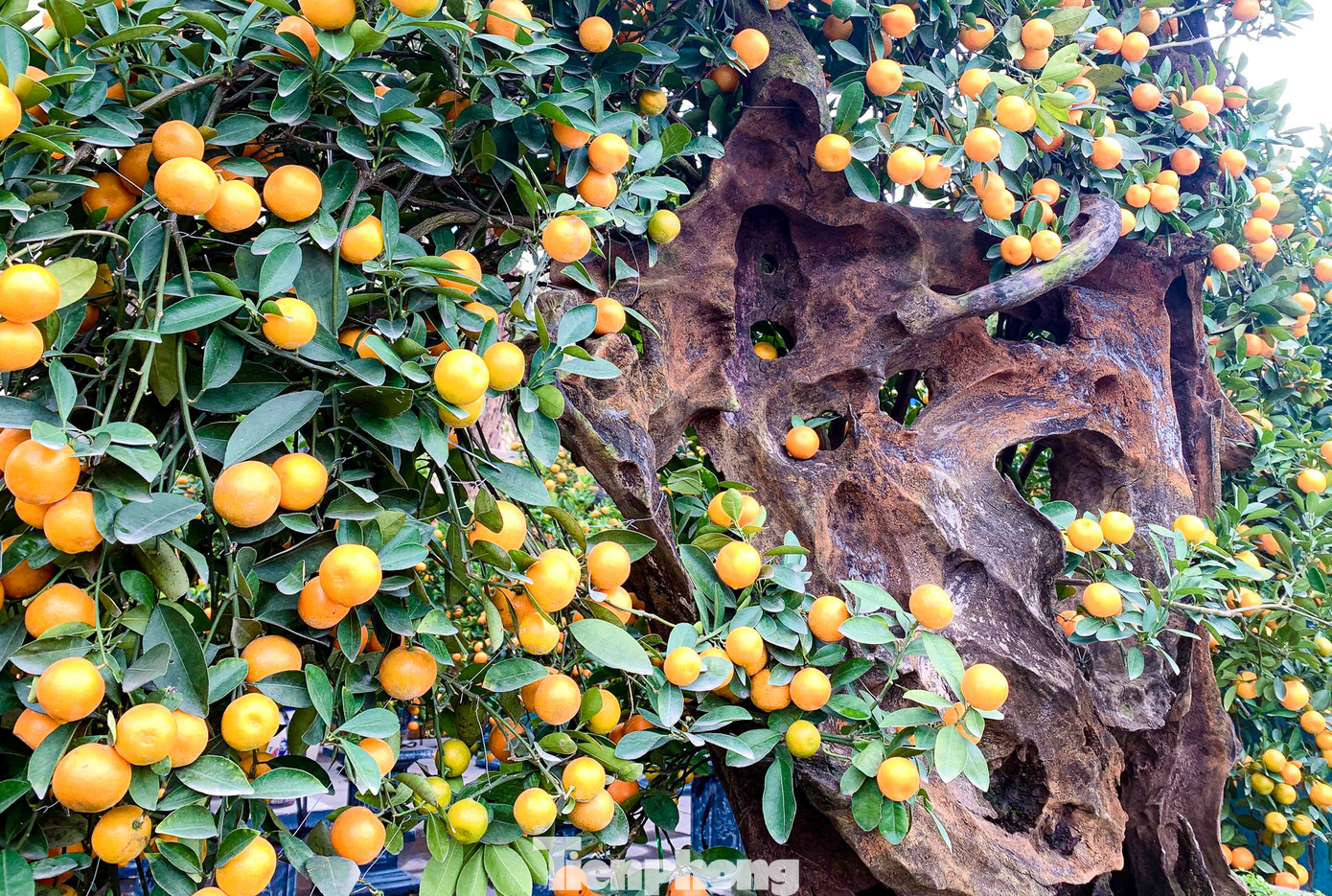 Khâu quan trọng nhất là chọn hình gỗ hợp với dáng cây, sao cho gỗ ghép với quất tạo nên giá trị của cây. Quất gỗ lũa chủ yếu được các nhà vườn ở Tứ Liên (quận Tây Hồ) chăm sóc và đưa ra thị trường. Khâu quan trọng nhất là chọn hình gỗ hợp với dáng cây, sao cho gỗ ghép với quất tạo nên giá trị của cây. Quất gỗ lũa chủ yếu được các nhà vườn ở Tứ Liên (quận Tây Hồ) chăm sóc và đưa ra thị trường.