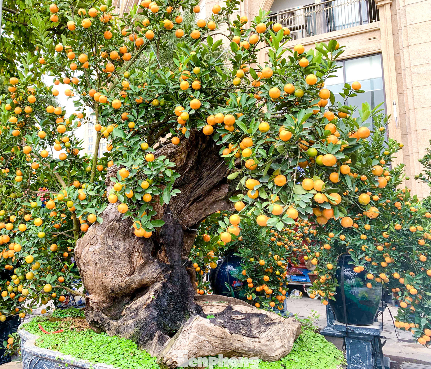 Thị trường cây cảnh dịp Tết năm nay khá sôi động, thay vì lựa chọn cây quất truyền thống, nhiều người chơi cầu kỳ đã tìm đến những cây quất độc lạ và đẹp mắt. Thị trường cây cảnh dịp Tết năm nay khá sôi động, thay vì lựa chọn cây quất truyền thống, nhiều người chơi cầu kỳ đã tìm đến những cây quất độc lạ và đẹp mắt.