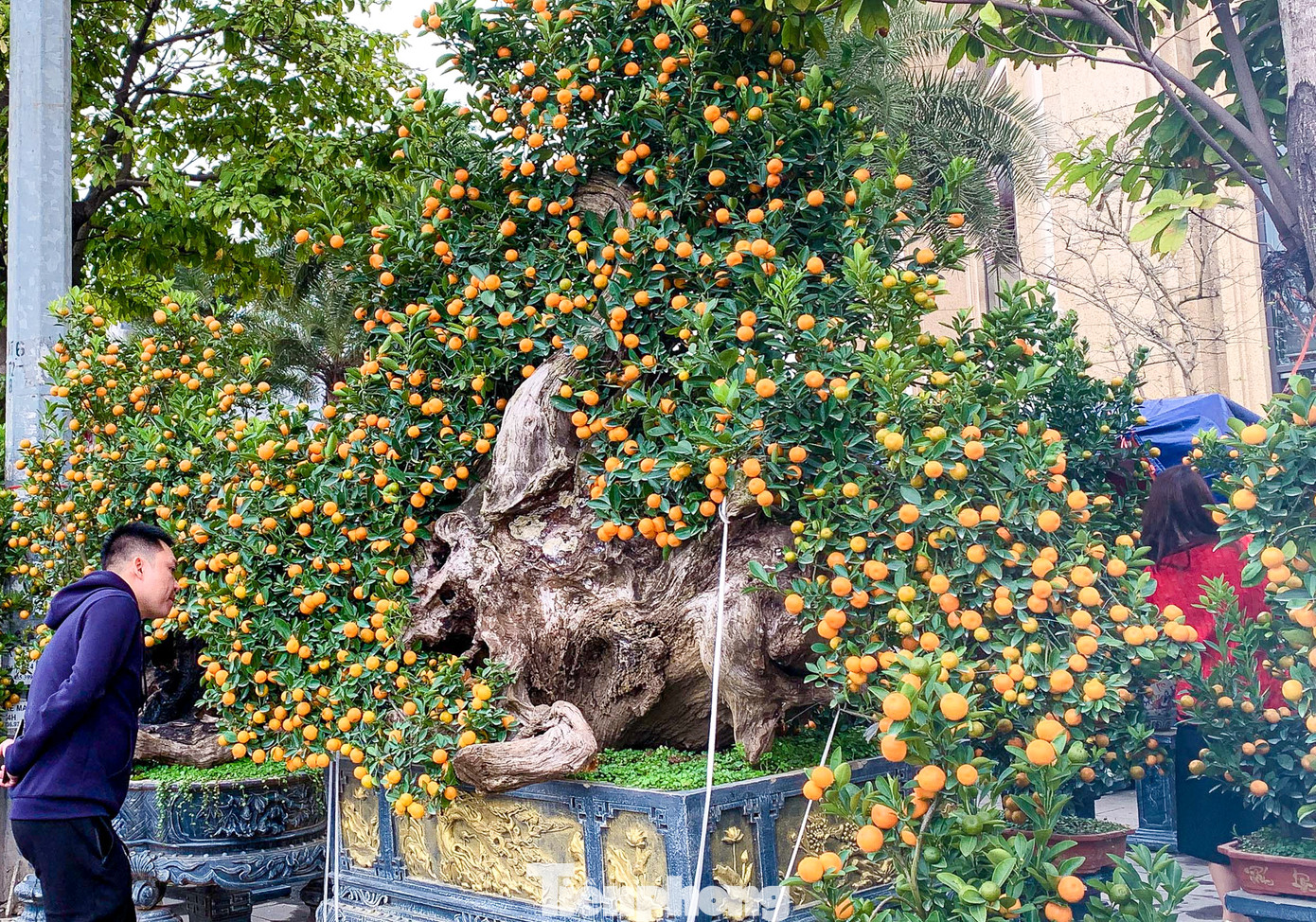 Gỗ lũa là phần lõi ở gốc cây cổ thụ khô sau khi bị chết. Đặc trưng của gỗ lũa là rất cứng và không bao giờ bị mối mọt xâm hại nên thường được dùng để ghép lan và một số loài cây chơi khác. Gỗ lũa là phần lõi ở gốc cây cổ thụ khô sau khi bị chết. Đặc trưng của gỗ lũa là rất cứng và không bao giờ bị mối mọt xâm hại nên thường được dùng để ghép lan và một số loài cây chơi khác.