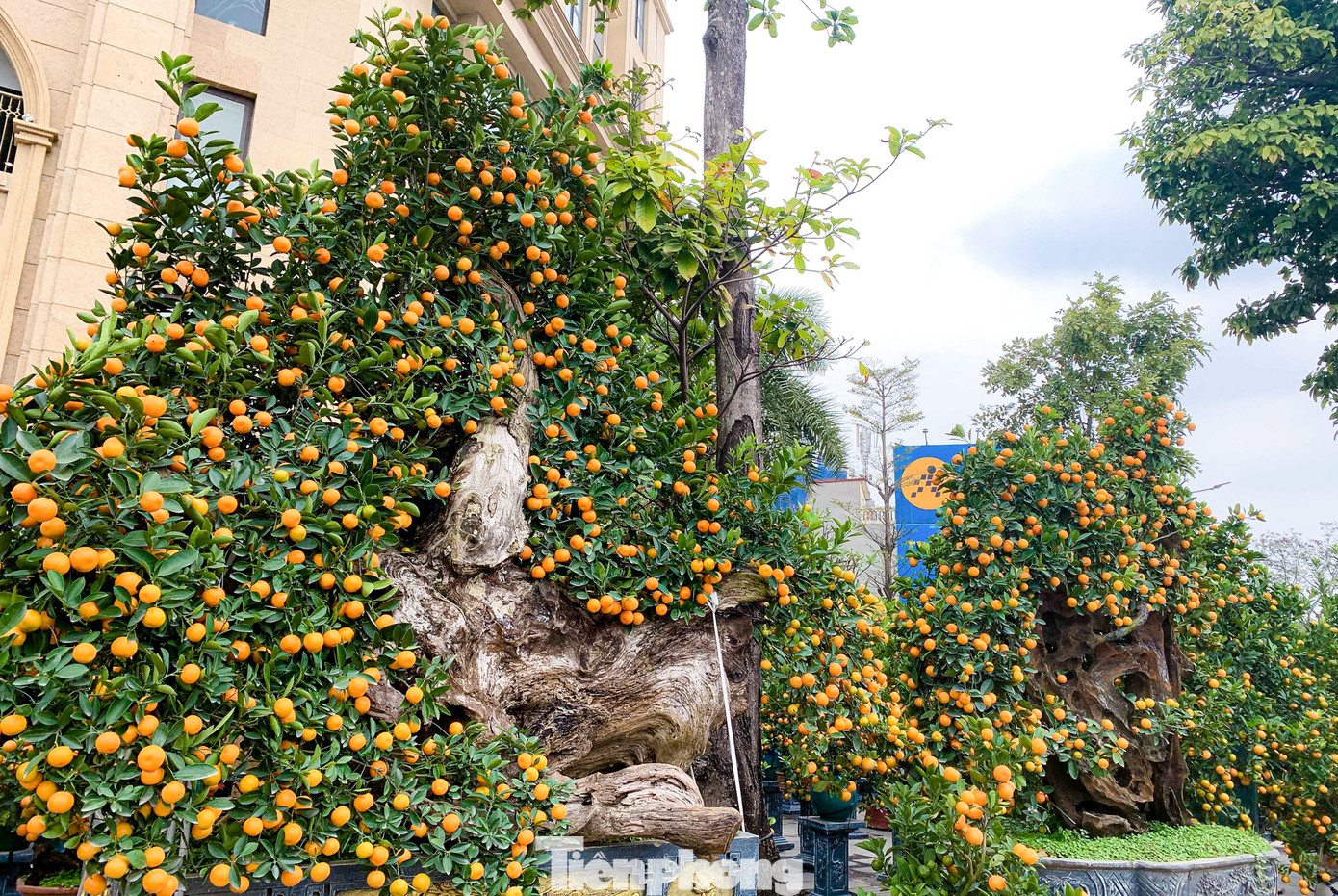 Những cây quất bonsai ghép với gỗ lũa, được nhà vườn tạo dáng, chăm sóc cầu kỳ trong nhiều năm với mức giá từ chục triệu đến cả trăm triệu đồng được nhiều người chơi săn tìm. Những cây quất bonsai ghép với gỗ lũa, được nhà vườn tạo dáng, chăm sóc cầu kỳ trong nhiều năm với mức giá từ chục triệu đến cả trăm triệu đồng được nhiều người chơi săn tìm.