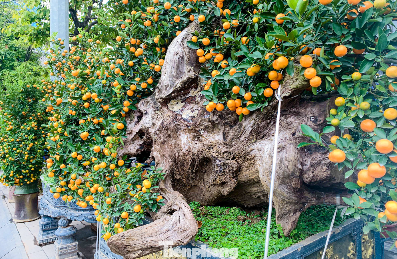 Để tạo ra một cây quất ghép gỗ lũa có thế đẹp, các nghệ nhân thường mất khoảng 4 tuần uốn nắn theo quá trình phát triển của cây. Để tạo ra một cây quất ghép gỗ lũa có thế đẹp, các nghệ nhân thường mất khoảng 4 tuần uốn nắn theo quá trình phát triển của cây.