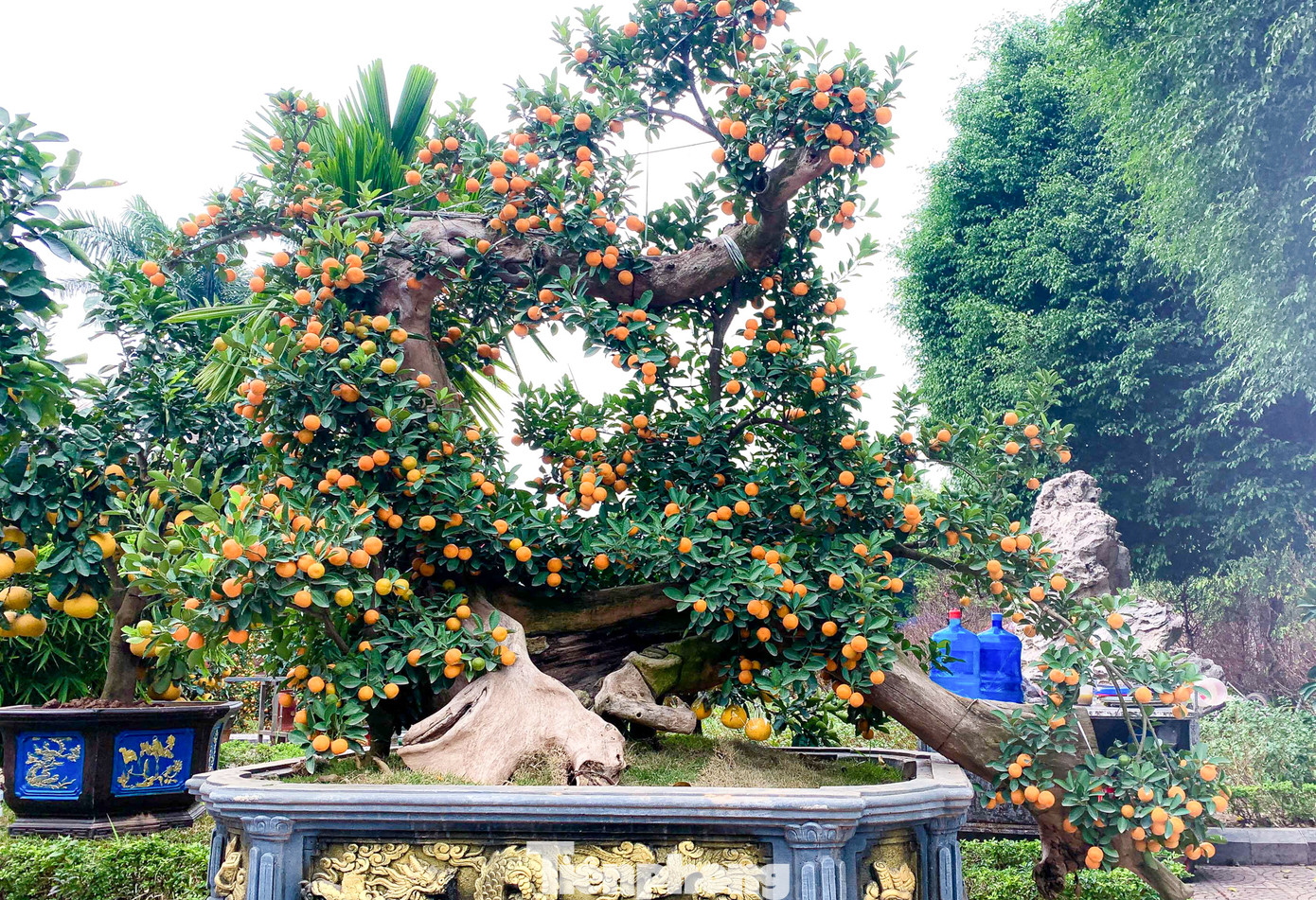 Để tạo ra được thế cây đẹp, độc, lạ và đến người chơi, các nhà vườn phải chăm sóc cây khá cầu kỳ từ 2 - 3 năm. Để tạo ra được thế cây đẹp, độc, lạ và đến người chơi, các nhà vườn phải chăm sóc cây khá cầu kỳ từ 2 - 3 năm.