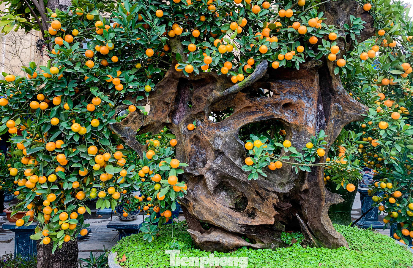 Cây quất được phối hợp cùng những khúc gỗ tạo nên một tác phẩm nghệ thuật phục vụ người chơi cây cảnh Tết, những cây quất ghép gỗ lũa đặc biệt có giá trị lên tới cả trăm triệu đồng/gốc. Cây quất được phối hợp cùng những khúc gỗ tạo nên một tác phẩm nghệ thuật phục vụ người chơi cây cảnh Tết, những cây quất ghép gỗ lũa đặc biệt có giá trị lên tới cả trăm triệu đồng/gốc.