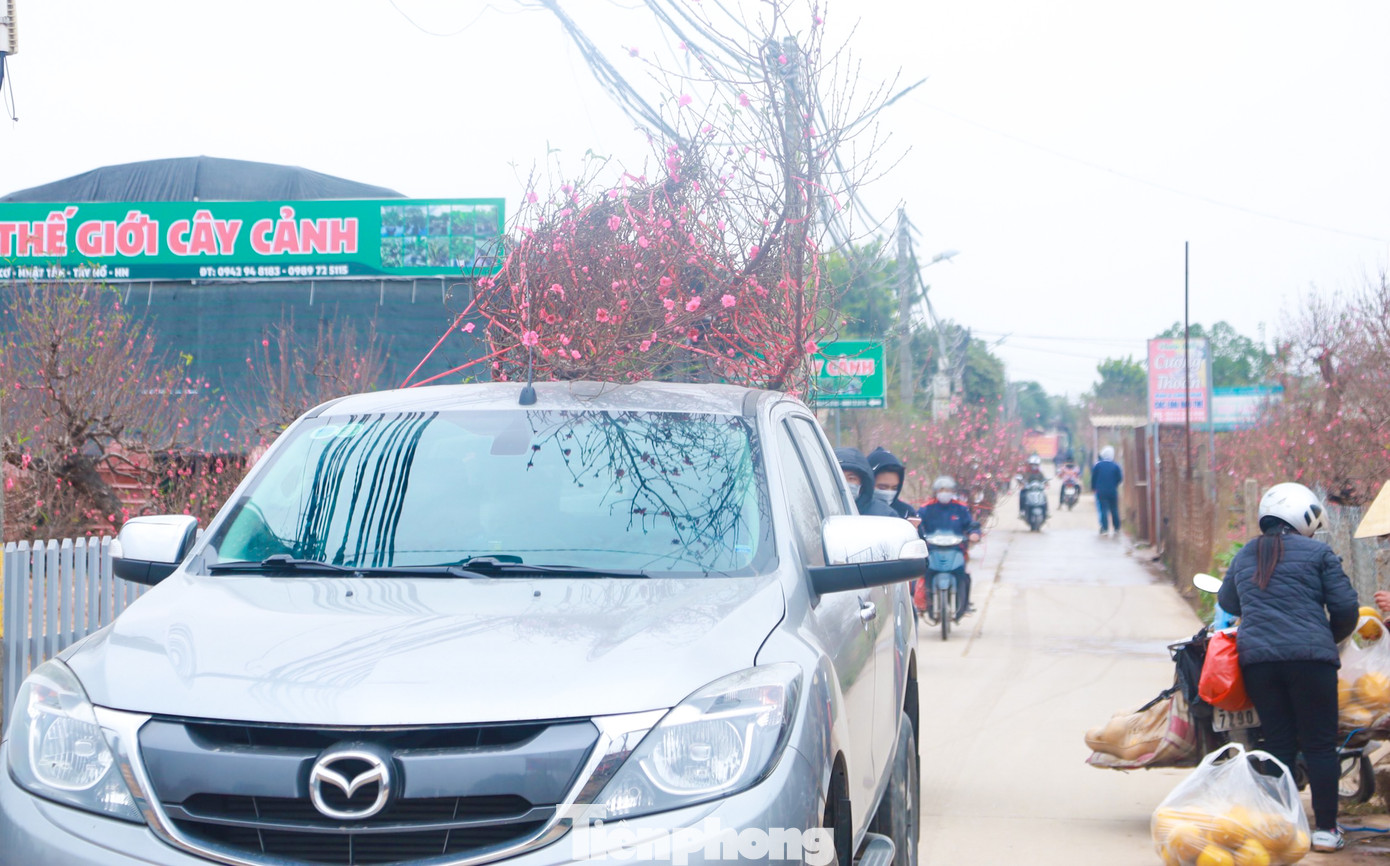 Dòng xe tấp nập chở đào về nhà khiến không khí ngày Xuân càng đến gần hơn bao giờ hết.