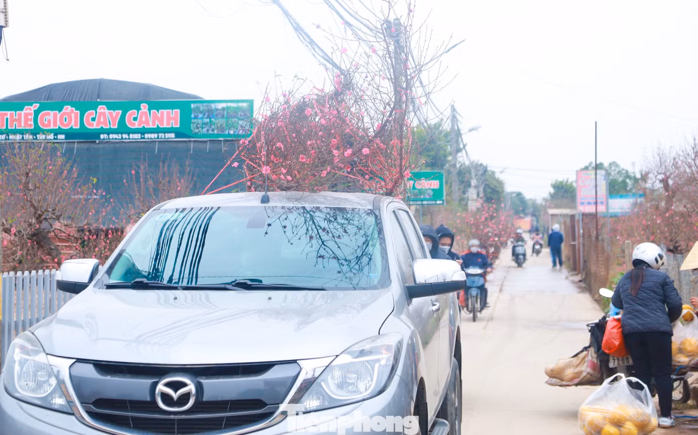 Dòng xe tấp nập chở đào về nhà khiến không khí ngày Xuân càng đến gần hơn bao giờ hết.