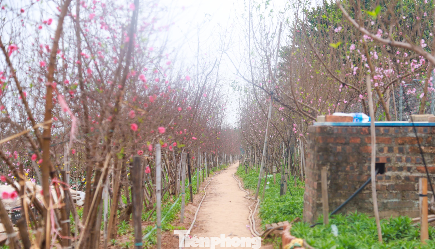 Hoa đào Nhật Tân từ lâu đã trở thành biểu tượng văn hóa của người Hà thành mỗi dịp Xuân về.