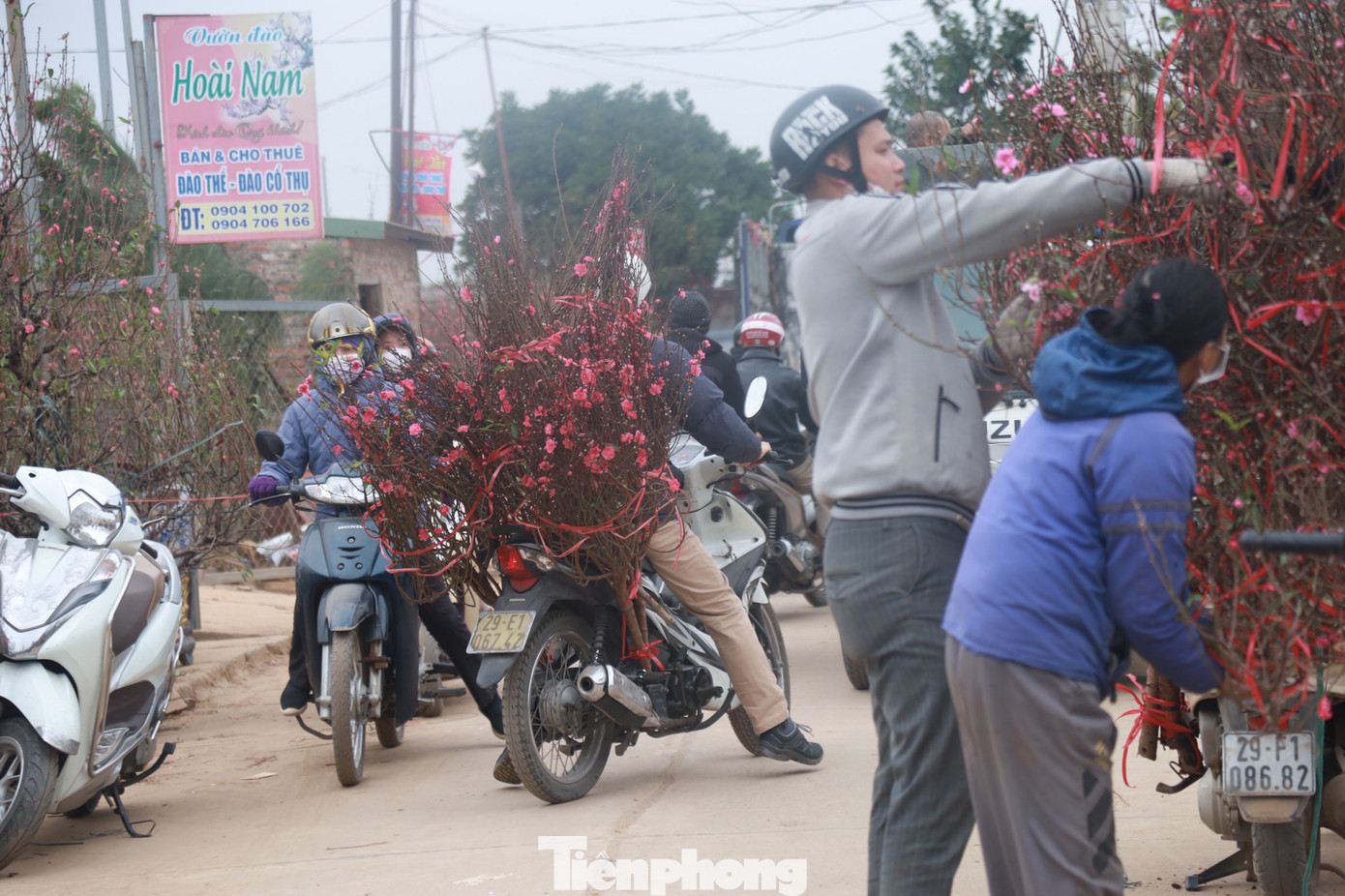 Hình ảnh người dân chằng buộc đào mang về.