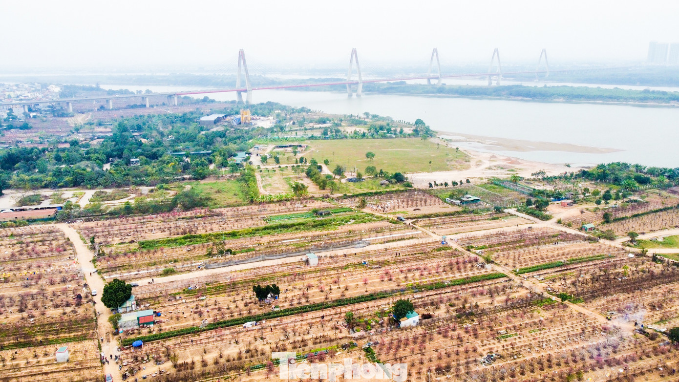 Đào Nhật Tân từ xa xưa đã là thương hiệu, gắn liền với mảnh đất Hà Thành. Một vài năm gần đây, diện tích trồng đào của người dân được mở rộng thêm tới sát mép sông Hồng, ngay dưới chân cầu Nhật Tân.