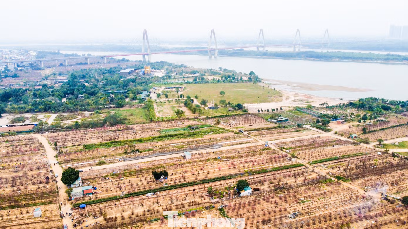 Đào Nhật Tân từ xa xưa đã là thương hiệu, gắn liền với mảnh đất Hà Thành. Một vài năm gần đây, diện tích trồng đào của người dân được mở rộng thêm tới sát mép sông Hồng, ngay dưới chân cầu Nhật Tân.