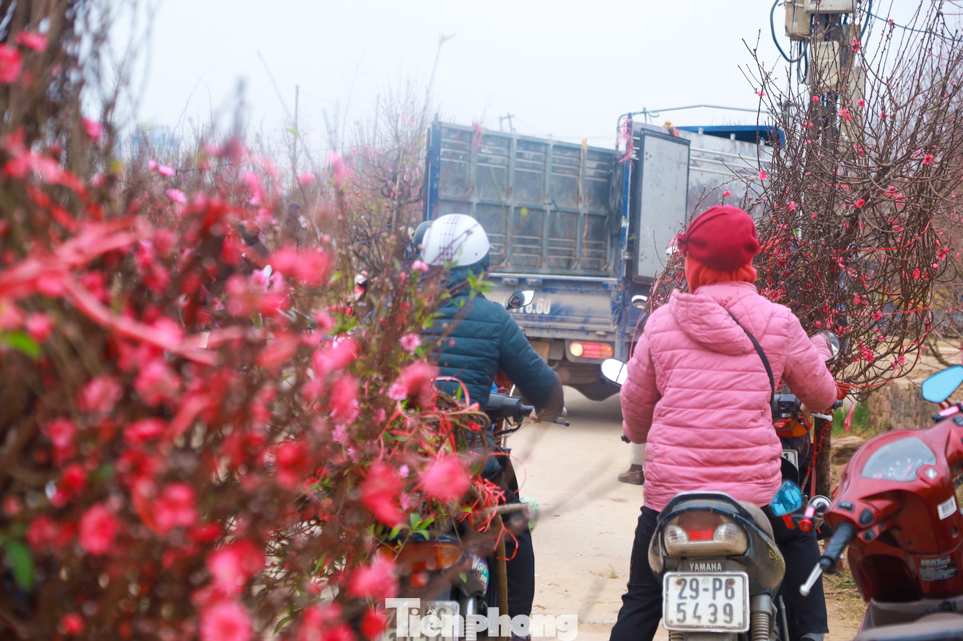 Làng đào Nhật Tân chuyên cung cấp cây, cành đào dịp Tết cho người dân Thủ đô và các tỉnh lân cận.