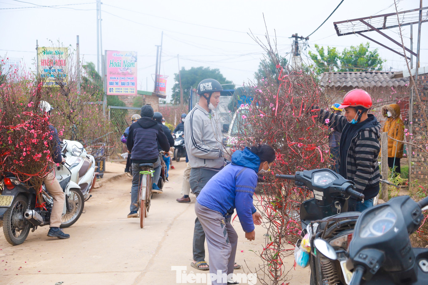 Những ngày cận Tết, không khí tại các vườn đào Nhật Tân khá tấp nập, hối hả và nhộn nhịp.